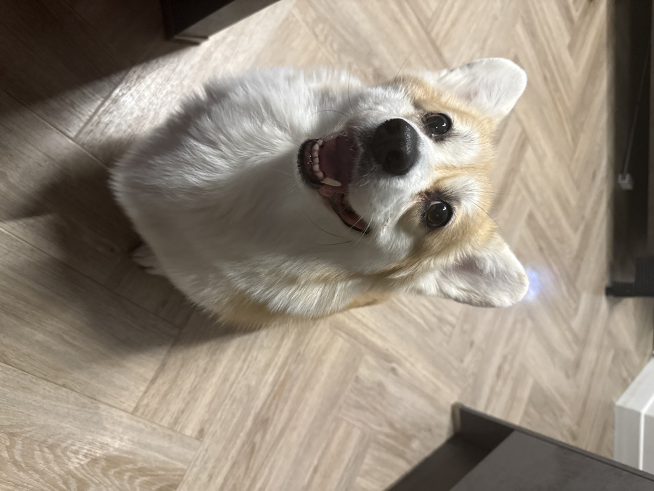 A Pembroke Welsh Corgi dog is depicted indoors, seated on a light-colored wooden or laminate floor laid in a herringbone pattern. The dog exhibits white fur on its chest and belly, with tan or fawn markings on its head, ears, and back. Its dark eyes are directed upwards, and its mouth is open, revealing a pink tongue and white teeth, suggesting an alert or happy expression. Partial shadows are cast on the floor from an unseen light source. In the background, indistinct dark furniture elements are visible in the upper left, and a light-colored, angled structure is present in the upper right. No human subjects are visible. This scene is located within the city of Krasnoyarsk, Russia.