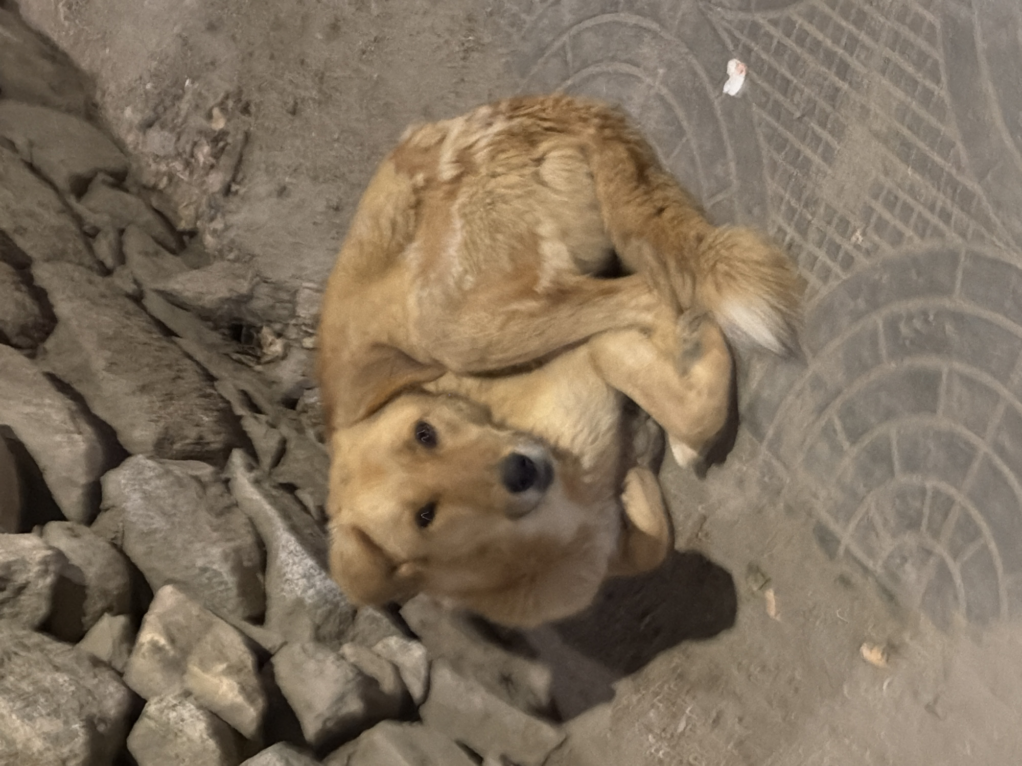 A medium-sized, golden-brown dog is lying on a patterned stone surface in what appears to be an outdoor setting at night, possibly in the city of Leh, India. The dog is curled up, with its head resting on its paws and its body wrapped around itself. Its eyes are open, and it appears to be alert. Behind the dog, a wall of large, rough stones is visible. The lighting suggests it is nighttime or very early morning, casting shadows on the ground. There are small pieces of debris scattered on the stone surface, including a crumpled white piece of paper with a red mark. The overall impression is one of a stray dog resting in an urban environment.