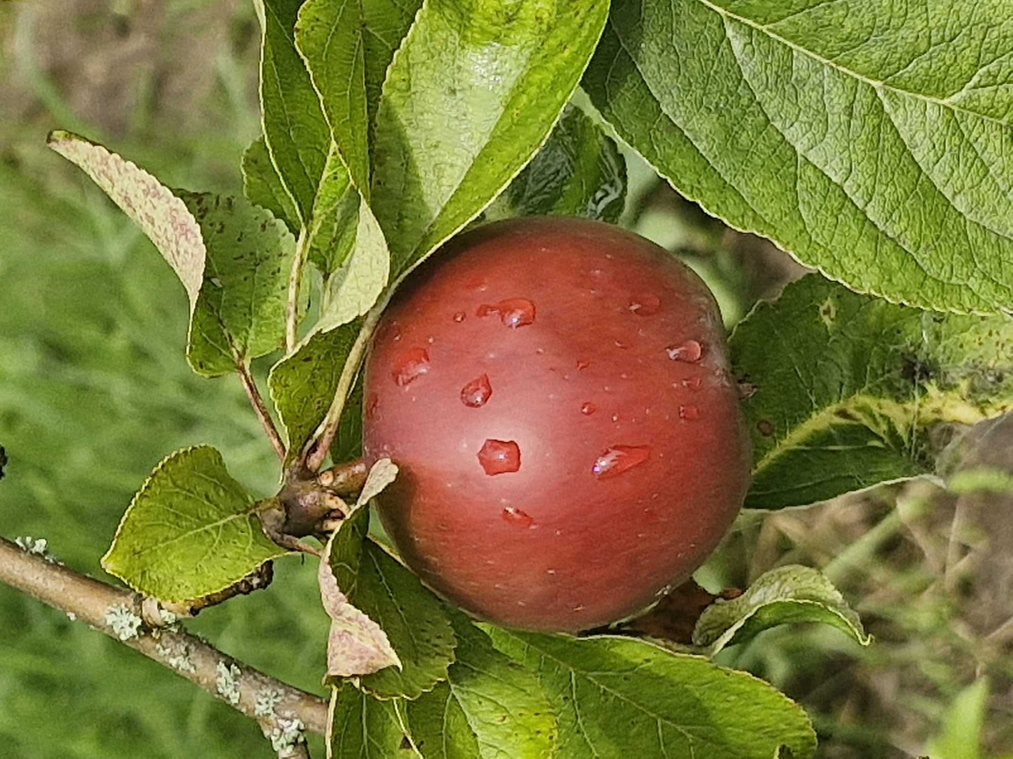 The media file shows a close-up view of a ripe, red apple hanging from a tree branch. The apple is round and appears to be freshly picked or recently rained on, as it is covered in several glistening water droplets. It is surrounded by lush green apple leaves, some of which are slightly curled and show hints of reddish-brown coloration. The branch itself is visible, with lichen growth on its bark, suggesting an outdoor, natural setting.
The background is a blur of green foliage and what appears to be the ground, creating a shallow depth of field that keeps the apple as the primary focus. The lighting suggests it could be daytime, possibly after a rain shower, given the water droplets on the apple and the soft, diffused light. The overall impression is one of natural abundance and freshness.
There is no visible text in the image. The scene depicts a common agricultural or natural setting, likely an apple orchard or a garden with an apple tree in Ķekava, Latvia. The image captures a moment of stillness and natural beauty, highlighting the simple perfection of a ripe fruit on the tree.