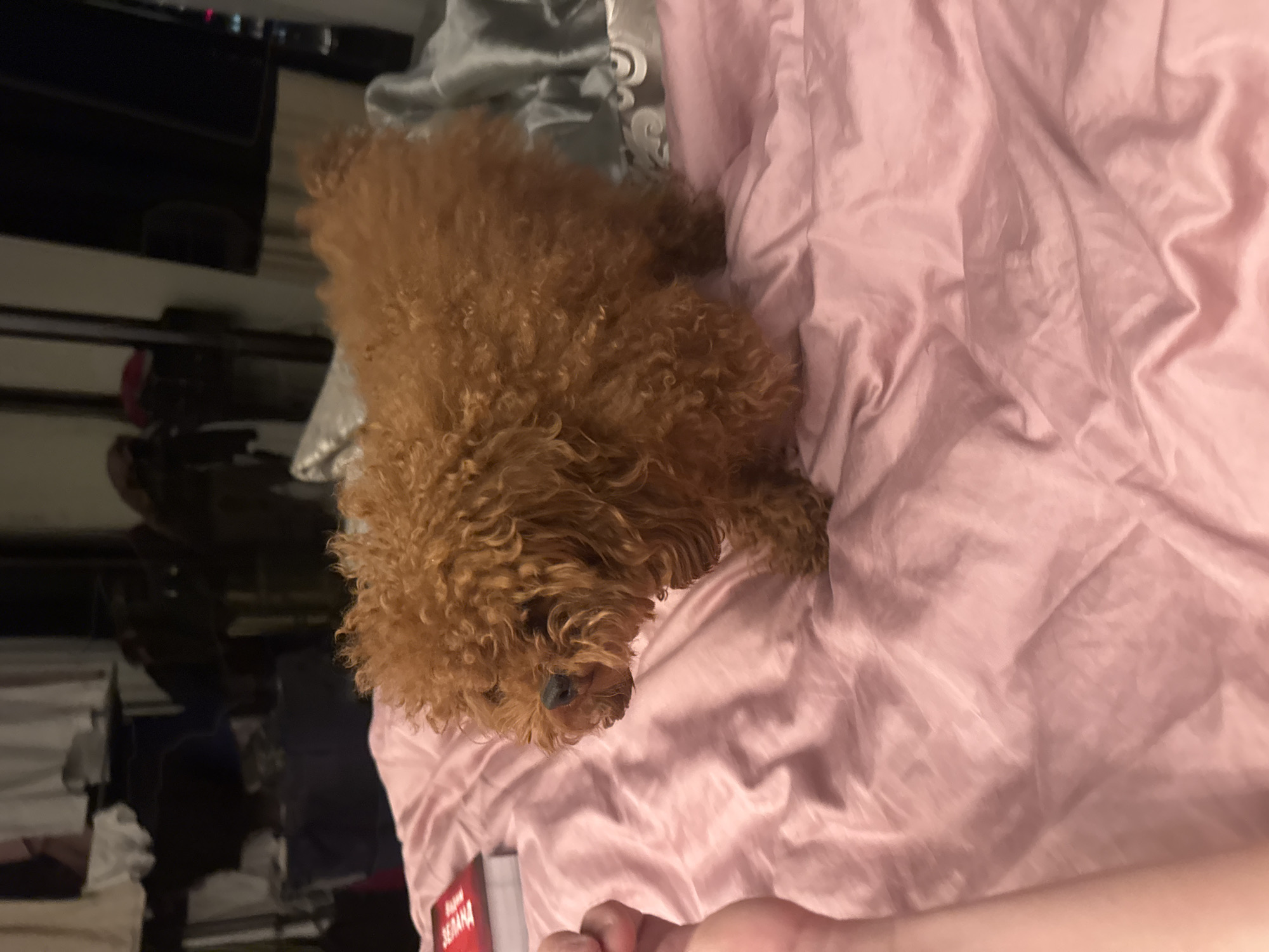 A small, reddish-brown curly-haired dog, resembling a poodle or poodle mix, is the central subject of the image. The dog is lying on a bed covered with pink, rumpled bedding, appearing calm and relaxed. Its head is turned slightly to the left, and its blue nose is visible.
In the bottom right corner, a human hand is partially visible, positioned near the dog's head. Behind the dog, to its upper left, is a crumpled piece of gray or silver fabric, likely another part of the bedding or an item of clothing.
The background on the left side of the image is dark and blurry, showing indistinct reflections or items of furniture, possibly a television or monitor, contributing to the indoor, home setting. The lighting suggests it might be evening or night.
Near the dog's head and the human hand, a red object with white, partially obscured Cyrillic text is visible. The word "ВАША" (Vasha - Your) can be deciphered, followed by an indistinct second word. The exact meaning of the text is unclear due to blur and partial visibility.
The image is originally oriented vertically, but depicts a horizontal scene (the dog lying on a bed), suggesting it was taken from a side perspective and then rotated.