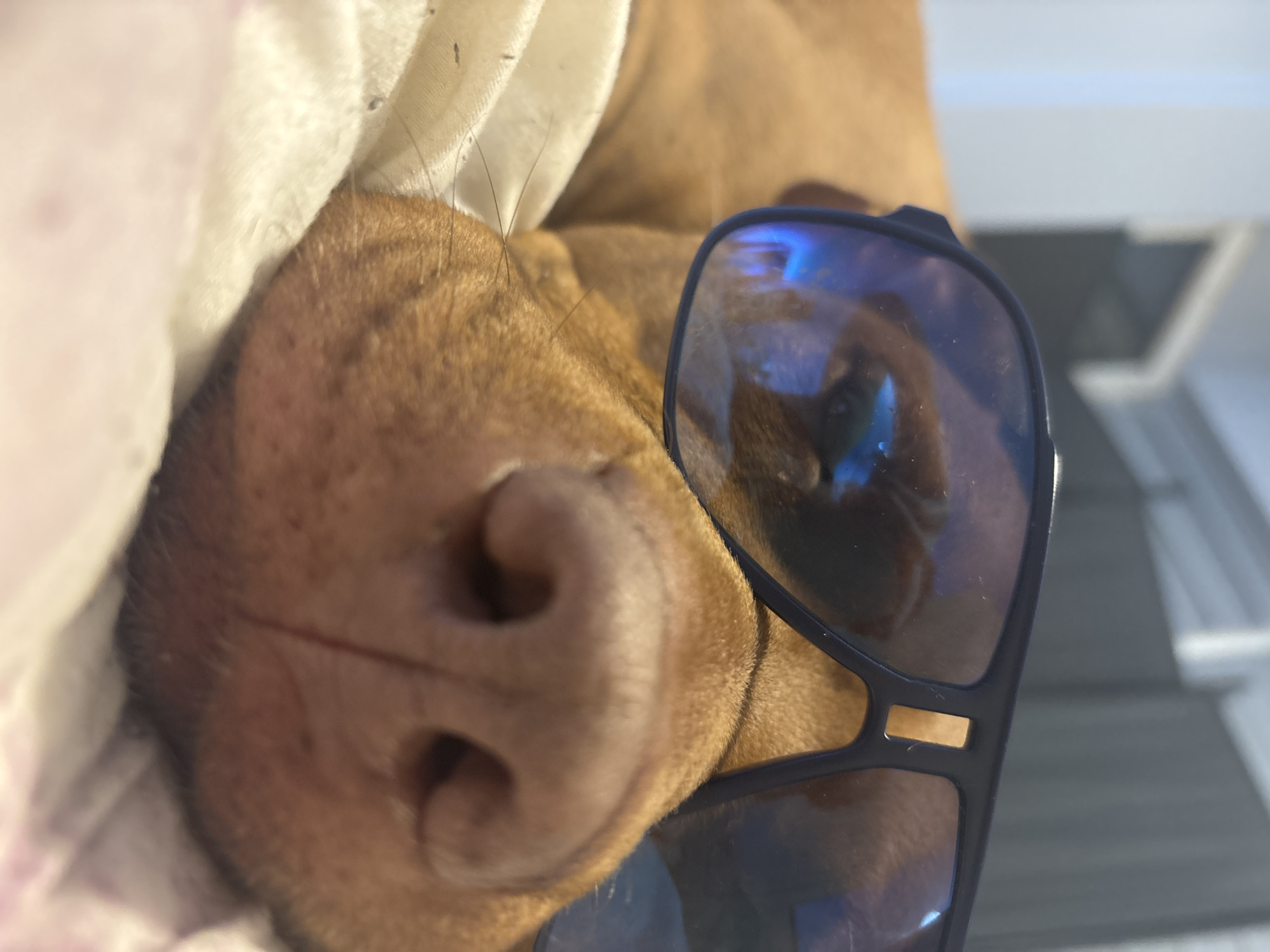 A close-up, angled shot captures a reddish-brown dog resting, partially covered by a light-colored, soft blanket or fabric. The dog's snout and nose are prominently in focus, displaying a textured surface. A pair of dark-framed sunglasses with blue-tinted, reflective lenses rests on the dog's face, covering the area where its eyes would be. The lenses reflect indistinct bright blue and brown shapes. A few short, fine whiskers are visible near the dog's snout.
The dog appears calm and relaxed, possibly asleep or resting, with the sunglasses adding a humorous element to the scene. The background is softly blurred, showing lighter tones suggesting an indoor setting with ample natural light, or an outdoor shaded area during daytime. No specific architectural features or explicit location cues confirm the context of Sofia, Bulgaria, from within the image itself. There is no visible text in the media file. The overall mood is peaceful and playfully intimate.