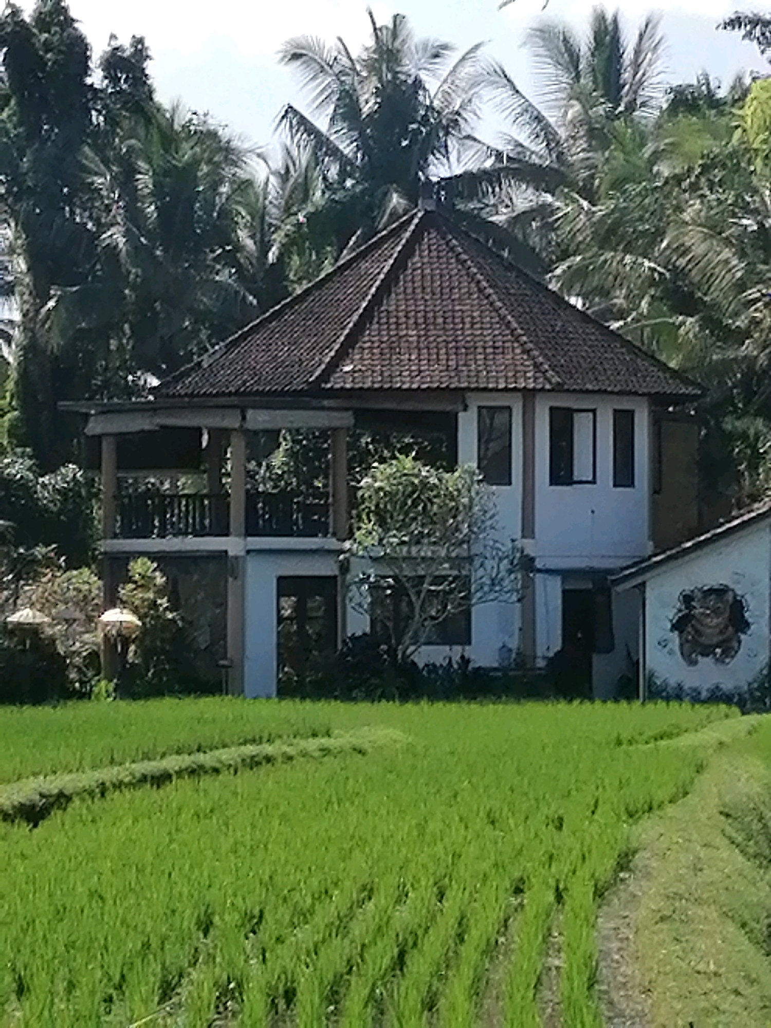 A medium shot captures a two-story building nestled amidst lush greenery and palm trees, indicative of a tropical location like Ubud District, Indonesia. The building features a prominent tiled roof and a partially open-air second story with a balcony. A smaller adjacent structure with a mural of a cat is visible on the right. In the foreground, a vibrant green rice paddy stretches across the scene, divided by a narrow path. The overall impression is one of rural tranquility.