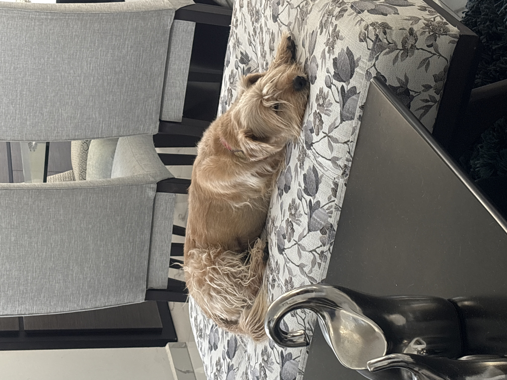 A tan, shaggy dog is lying on a floral-patterned cushion that is next to a black, shiny object. The dog is curled up with its head resting on the cushion. In the background are gray upholstered chairs and black and white striped wall decor. The location is San Bernardino Tlaxcalancingo, Mexico.