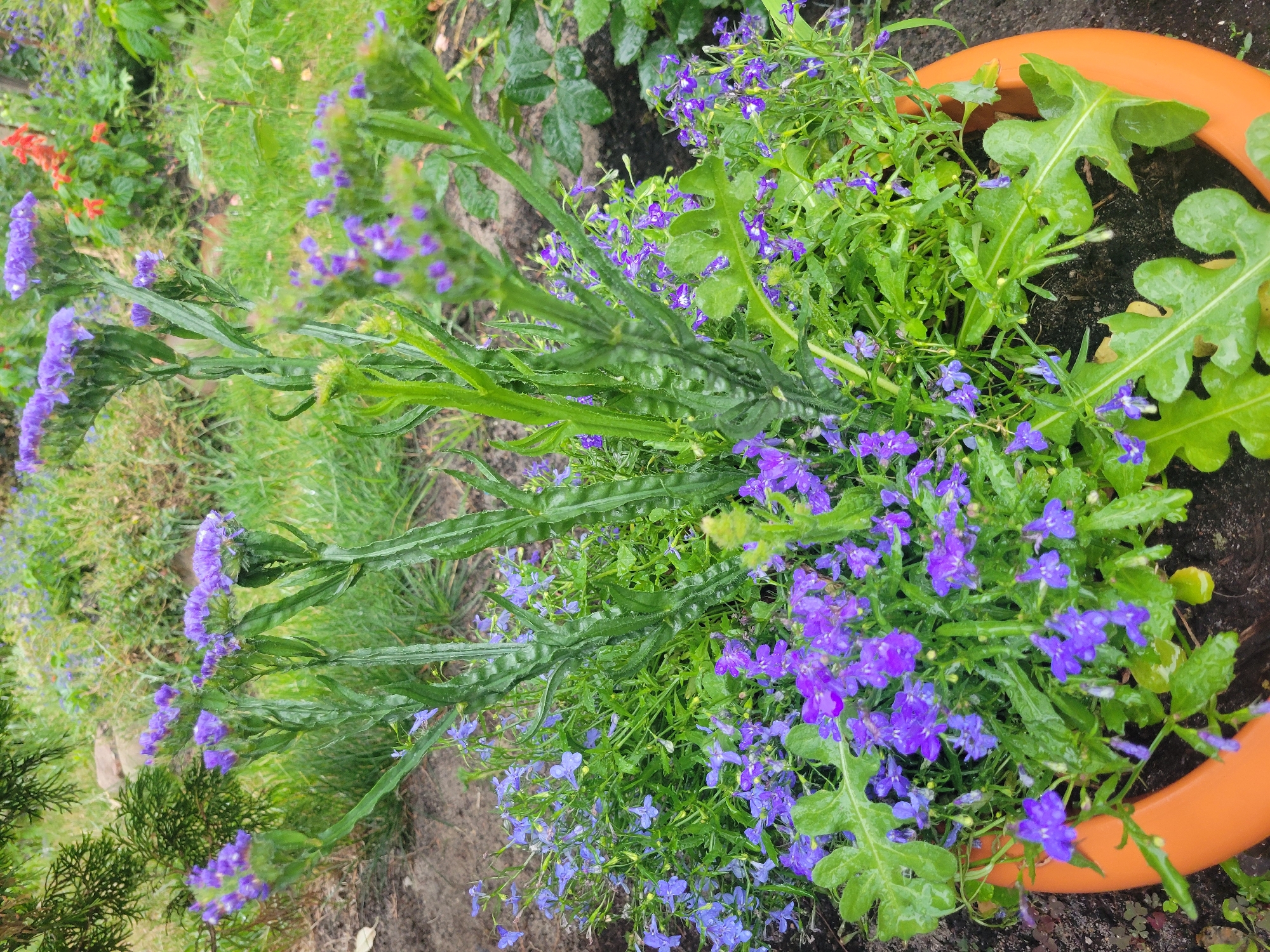 In the city of Belaazyorsk, Belarus, a close-up, eye-level shot captures a terracotta planter filled with a vibrant arrangement of purple flowers. The planter, a warm orange hue, contains a dense cluster of small, delicate purple blooms, interspersed with lush green foliage. Prominent among these are taller, more robust stems topped with clusters of tightly packed purple flowers, their leaves long and somewhat serrated. Lower down, a cascade of smaller, star-shaped purple flowers blankets the planter's edge. Some of the leaves and petals are speckled with water droplets, suggesting recent rain. The background is a softly focused garden scene, with more greenery, a hint of brown soil, and a few out-of-focus red flowers in the distance, all rendered in muted, natural tones. The overall impression is one of a well-tended garden, the plants glistening and alive.