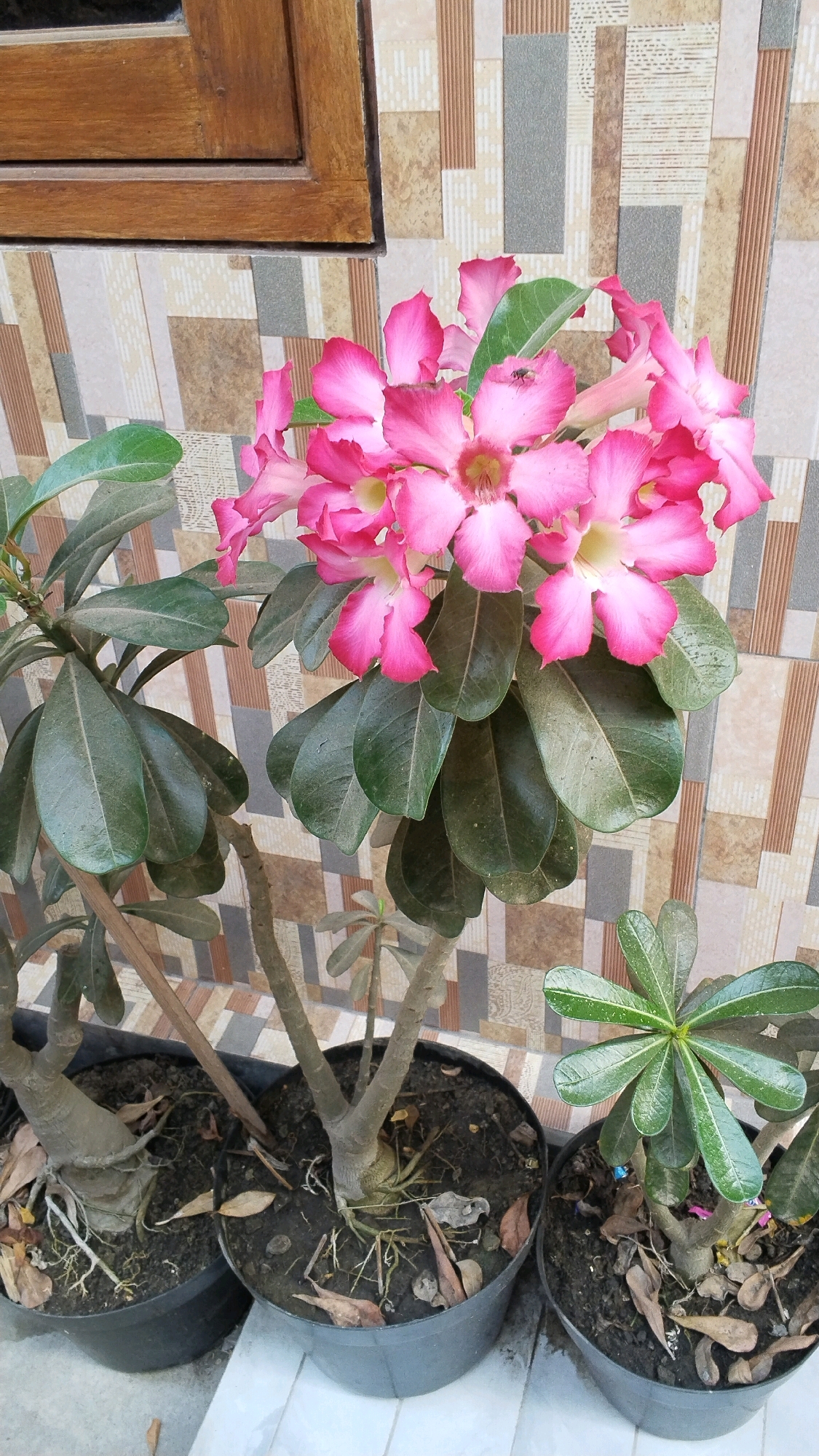 The image shows a close-up of potted desert rose plants with vibrant pink flowers in the city of Penompo, Indonesia. The plants are positioned in front of a wall with a mosaic tile pattern. A wooden window frame is visible at the top left of the image. The plants are in dark pots filled with soil, and some dried leaves are scattered around them. One of the flowers has a small insect on it. The background wall features a geometric pattern of rectangular tiles in various shades of brown, beige, and gray. The overall scene appears to be an outdoor setting, possibly a patio or garden area.