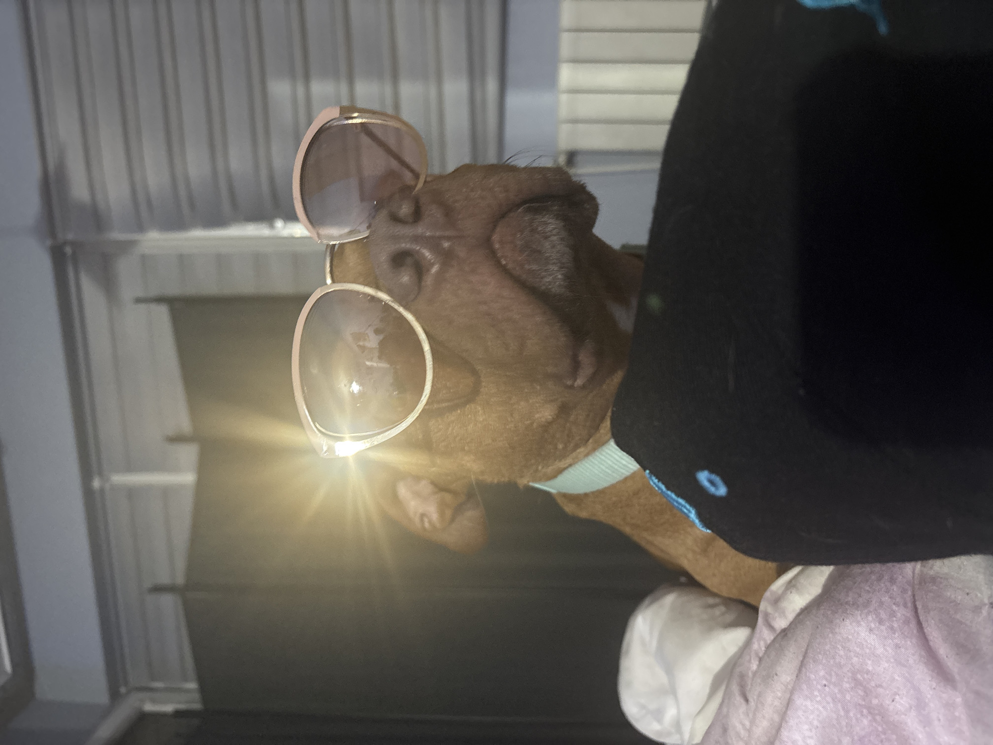A medium-shot photograph shows a brown dog wearing sunglasses. The dog appears to be tilting its head back, with its nose pointed upwards towards the sunglasses. Part of a black object is obscuring the right side of the image. The background shows a metal cage. A white and light purple soft blanket is visible underneath the black object, on the lower right part of the image. The flash from the camera causes a bright reflection off the glasses. The location and date are not determinable.