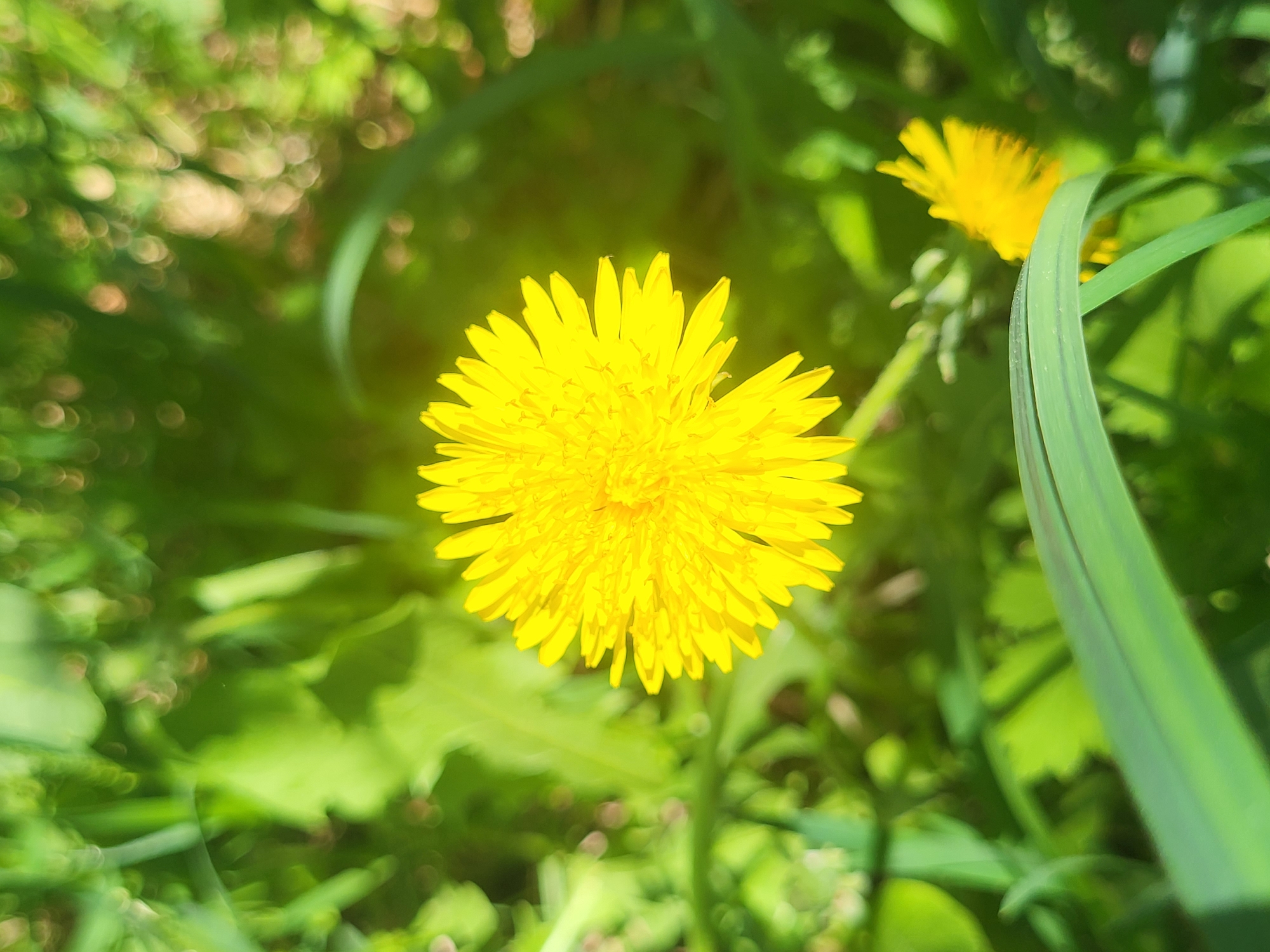 The image captures a close-up of a vibrant yellow dandelion flower, centrally positioned, amid a green, slightly blurred background. Another dandelion flower is visible in the upper right corner, partially out of focus. Long blades of green grass frame the right side of the image, while other green foliage and bokeh-like patterns fill the remaining background space. The lighting suggests an outdoor setting, potentially a field or garden. The image was taken in the city of Зипуново, Russia.