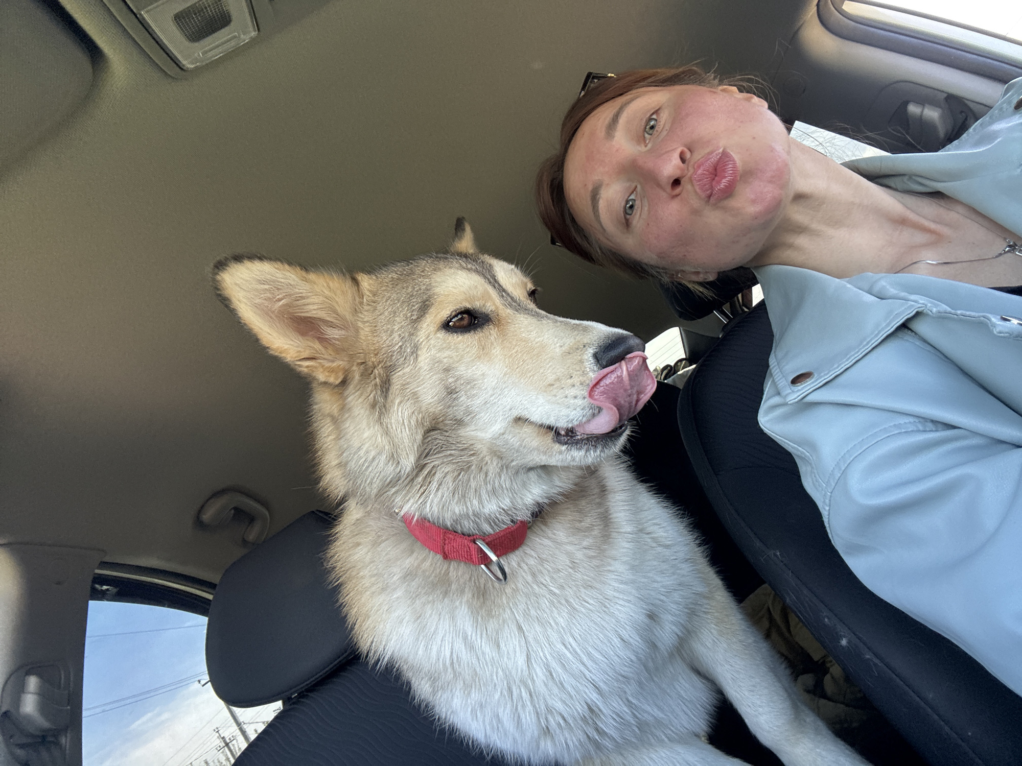 A woman and a dog are inside of a car. The woman has brown hair pulled back, fair skin, and is wearing a light blue jacket. She is making a kissing face. The dog is a large breed with tan and grey fur and is wearing a red collar. The dog has its tongue out. The car interior is dark, with black seats and a grey ceiling. Outside, a window shows a telephone pole and a cloudy sky. The photo was taken in Прикамский, Russia.