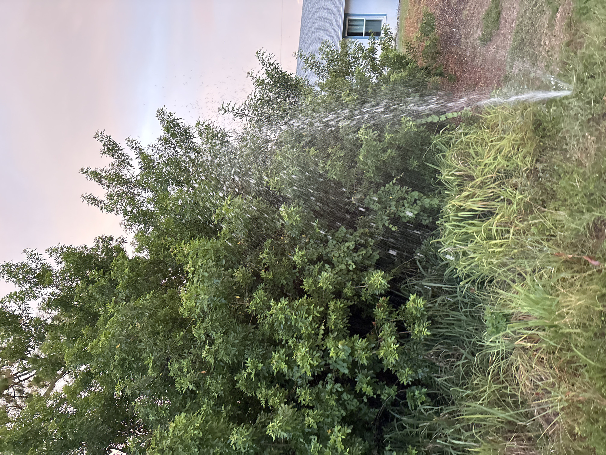 The image depicts an outdoor scene in South Venice, Florida, USA, characterized by lush green foliage and a residential structure in the background. A dense thicket of trees and tall grasses dominates the foreground. On the right side of the image, a stream of water is spraying upwards and outwards from an unseen source, impacting the trees and creating a misty effect. The water spray is a prominent visual element, suggesting a leak or sprinkler malfunction. In the background, a light-colored house with a gray roof is partially visible, featuring a blue-trimmed window. The sky above is a soft, diffused pink and purple, indicative of either sunrise or sunset. The overall environment appears to be a suburban or semi-rural area, with the natural elements of vegetation juxtaposed against the man-made structure. There are no people visible in the image.