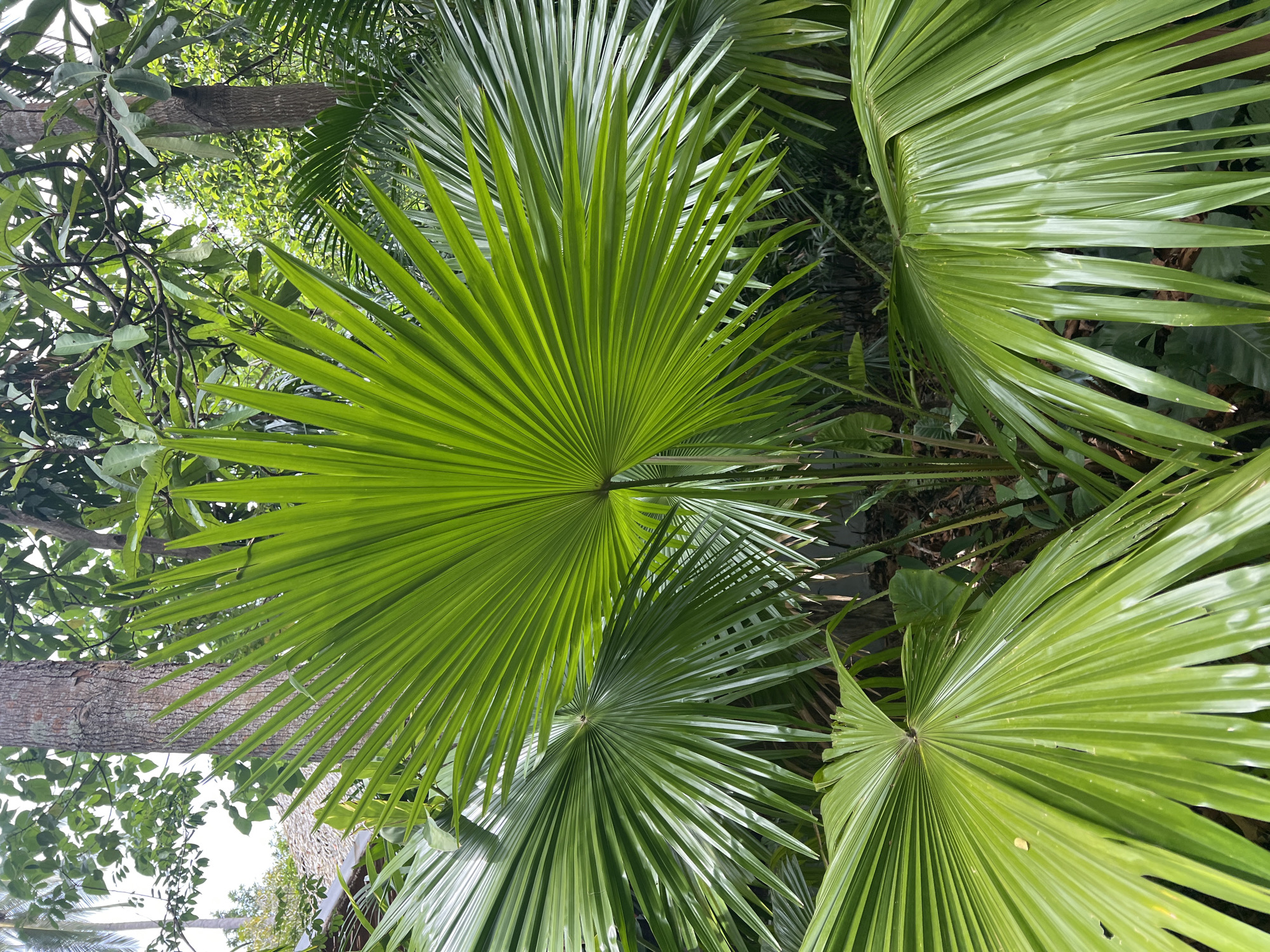 This is a close-up, eye-level shot of a vibrant green palm frond dominating the center of the frame. The frond is large and fan-shaped, with numerous linear leaflets radiating outwards from a central point. The surface of the frond is glossy, reflecting the light and highlighting the intricate vein structure. Behind the prominent frond, other palm leaves are visible, some in sharp focus and others slightly blurred, creating a layered effect of green foliage. In the background, a rough-barked tree trunk rises vertically, with more lush green leaves and branches forming a dense canopy. Hints of what appear to be a tiled roof and possibly a building structure are visible in the upper left quadrant, suggesting an outdoor setting within a residential or resort area. The overall impression is one of a tropical environment, consistent with a location in Baan Chaweng Noi, Thailand, characterized by dense vegetation and warm, humid conditions. No people or animals are present in the image.