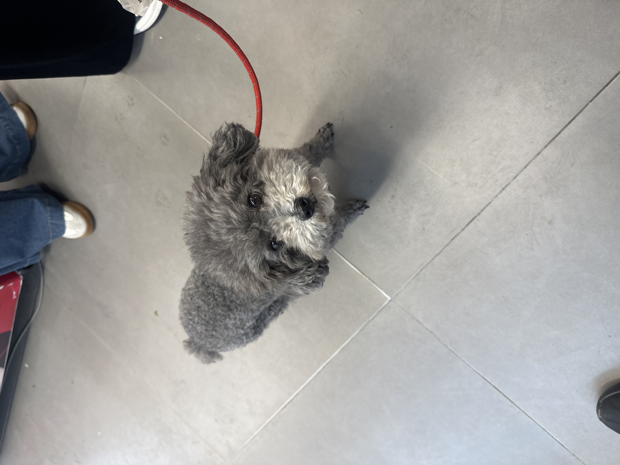 A gray poodle stands on a light gray tiled floor, looking upward at the camera. A red leash is attached to the dog’s collar. The lower portion of two people are visible; one person is wearing blue jeans and brown shoes, and the other is wearing dark pants and dark shoes. The location is unknown, but based on the provided information, it is in the Chongqing High-tech Zone, China.