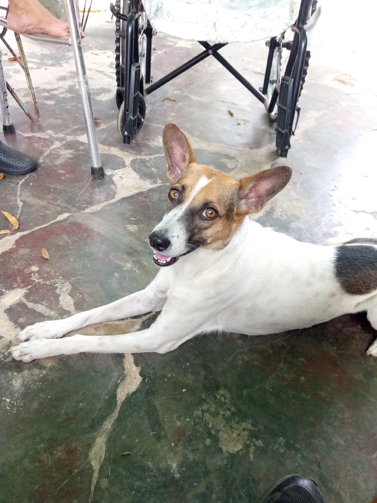 A medium-sized dog lies on a mottled dark green and reddish-brown concrete or tiled floor in what appears to be an outdoor or semi-outdoor setting in Juan Griego, Venezuela. The dog has a white body with a distinctive brown and white face, large upright ears, and warm brown eyes. Its mouth is slightly open, revealing small teeth, and it looks directly at the camera with an alert and curious expression. A black spot is visible on its white back.
In the background, to the left of the dog, a bare human foot and lower leg are visible next to the silver leg of a walker or crutch. Further back, part of a black wheelchair, possibly folded, is visible, with a white cover draped over it. Another partial human foot, wearing a black shoe, can be seen in the bottom right corner of the frame. The floor shows signs of wear, with lighter patches and dried leaves scattered around. Bright lighting suggests it is daytime. No discernible text is visible.