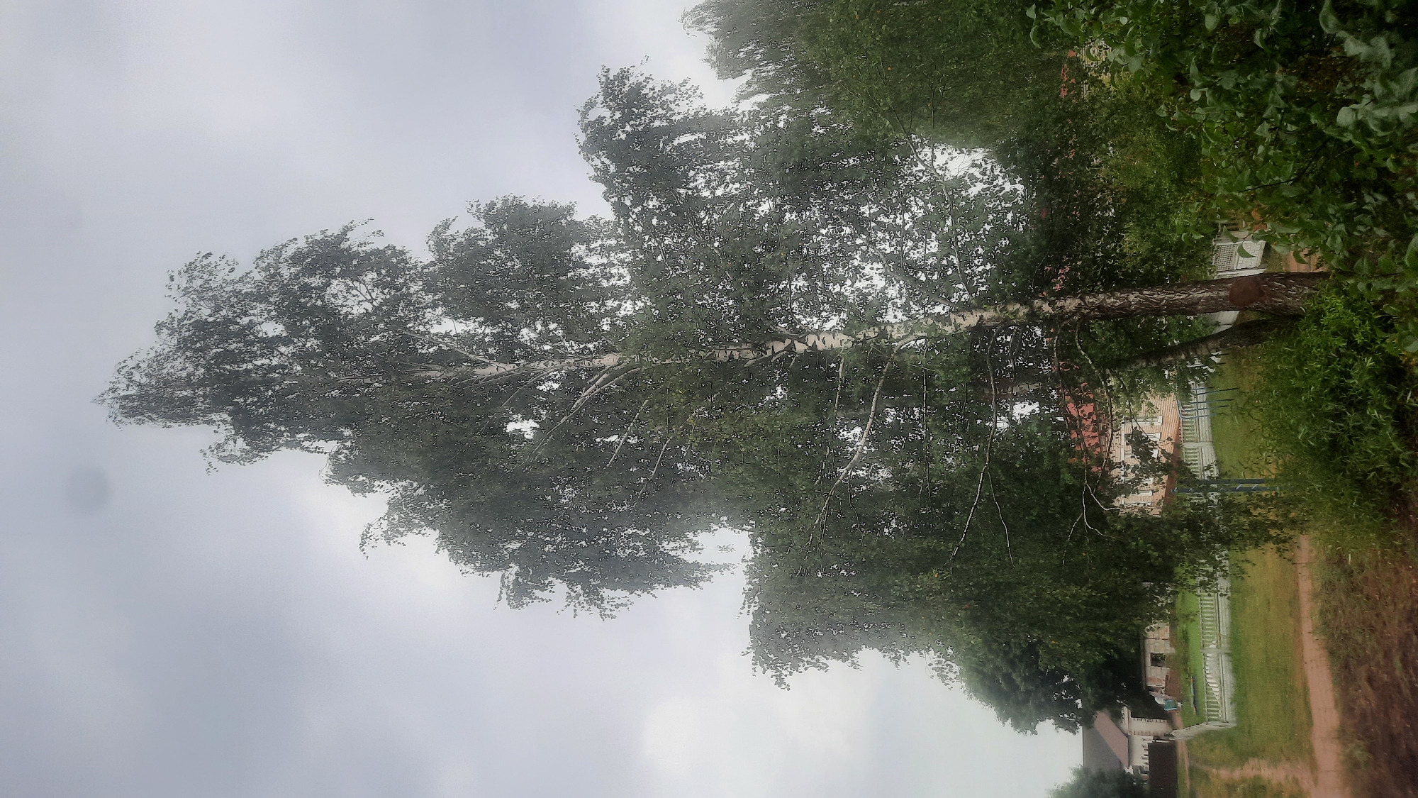 The image depicts a natural outdoor scene, likely in the city of Shklov, Belarus, under an overcast sky. A tall birch tree with its distinctive white and dark bark dominates the center of the frame, its green leaves appearing lush and full. The tree's branches extend upwards and outwards, some drooping slightly. To the left and in the background, there are glimpses of buildings with red-tiled roofs, and what appears to be a fence. A dirt path is visible on the left side of the image, leading towards the buildings. The ground is covered with grass and various types of green foliage. The overall impression is one of a somewhat rural or suburban environment.