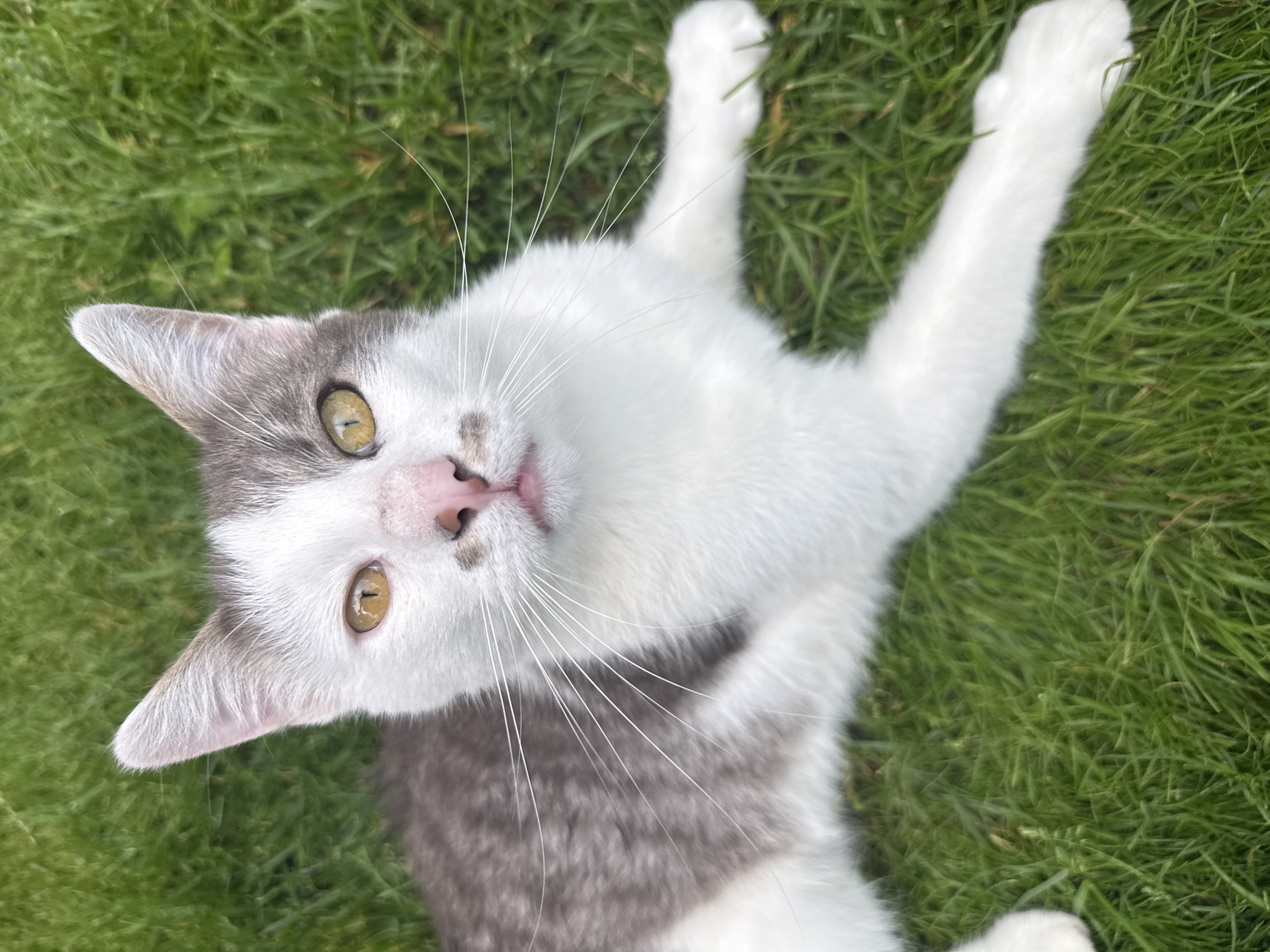 A close-up, eye-level outdoor shot captures a white and grey cat resting on a patch of green grass. The cat's gaze is directed towards the camera, with its mouth slightly open, revealing its tongue. The environment is a grassy area, likely a yard or park, with no discernible city landmarks visible. The overall scene is simple and focused on the animal.