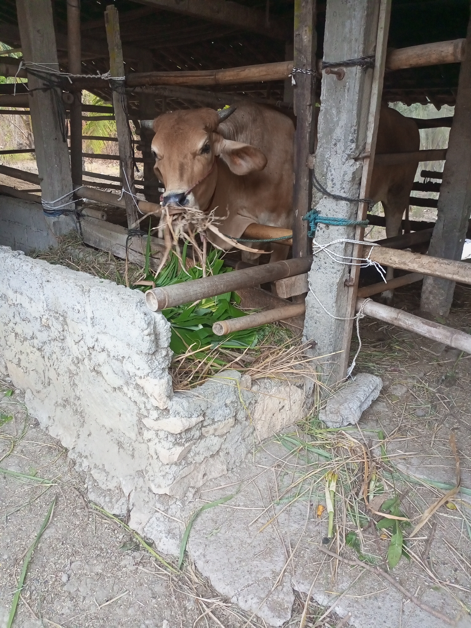 A cow is in a wooden enclosure in Nanggulan, Indonesia, eating grass. The cow is light brown with horns. The enclosure has concrete and bamboo supports and a thatched roof. There is a concrete trough filled with grass in front of the cow. The ground is dirt and gravel.