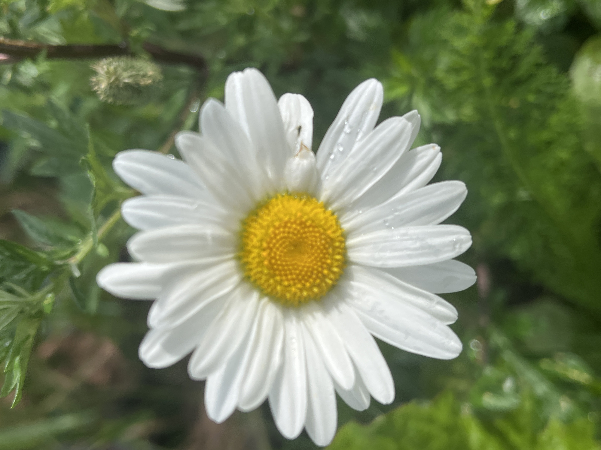 A close-up, eye-level shot captures a white daisy with a bright yellow center. The daisy's petals are slightly curved and some have small water droplets on them. The background is a blur of green foliage, suggesting an outdoor setting. No people or specific landmarks of Il'ino, Russia are visible.