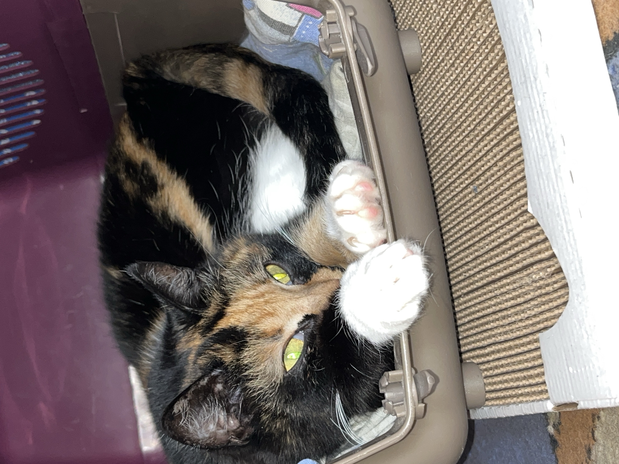A calico cat with green eyes is curled up inside a pet carrier. The cat is facing the camera, with its head resting on its paws. The pet carrier is made of brown plastic and has a textured mat on the inside. The carrier is placed on a corrugated cardboard scratching post, which is on a carpeted floor. The background is a blurred purple surface with some white lines. The image appears to be taken indoors, with natural light coming from the left. There is no discernible location in the city of Chaikovsky, Russia.
