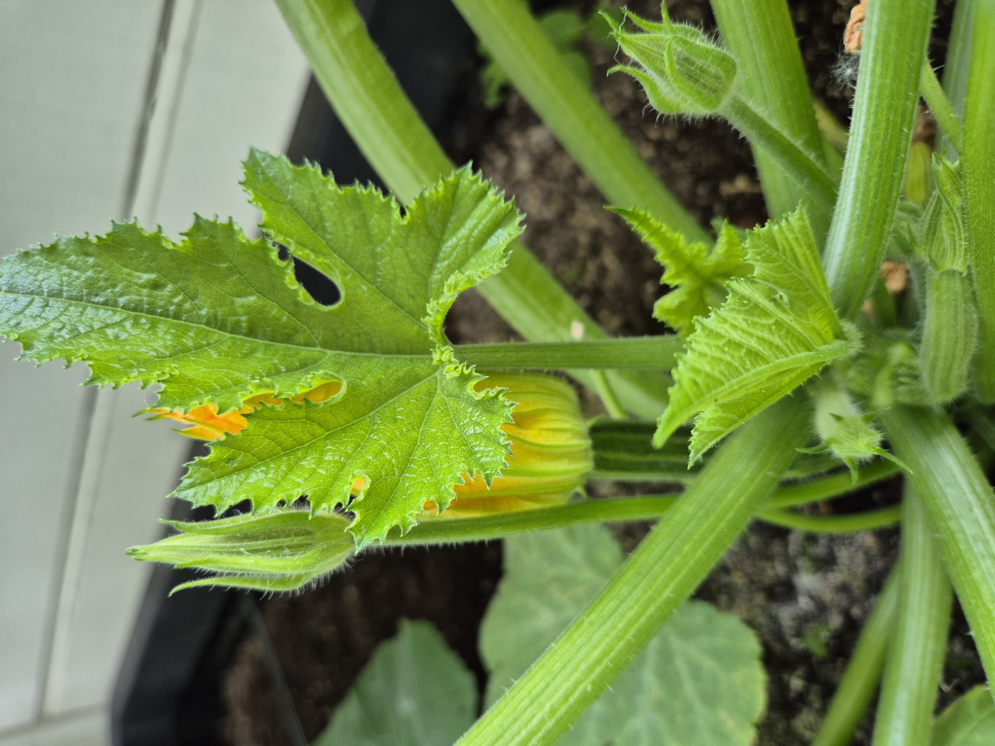 The image shows a close-up of a young zucchini plant growing in what appears to be a raised garden bed or container. The plant has bright green, fuzzy stems and leaves. There is a developing zucchini flower bud, mostly green with hints of yellow, and a larger, serrated green leaf with a hole in it. The background is dark and out of focus, showing soil and possibly the edge of the container. The overall impression is of healthy plant growth in an outdoor setting.