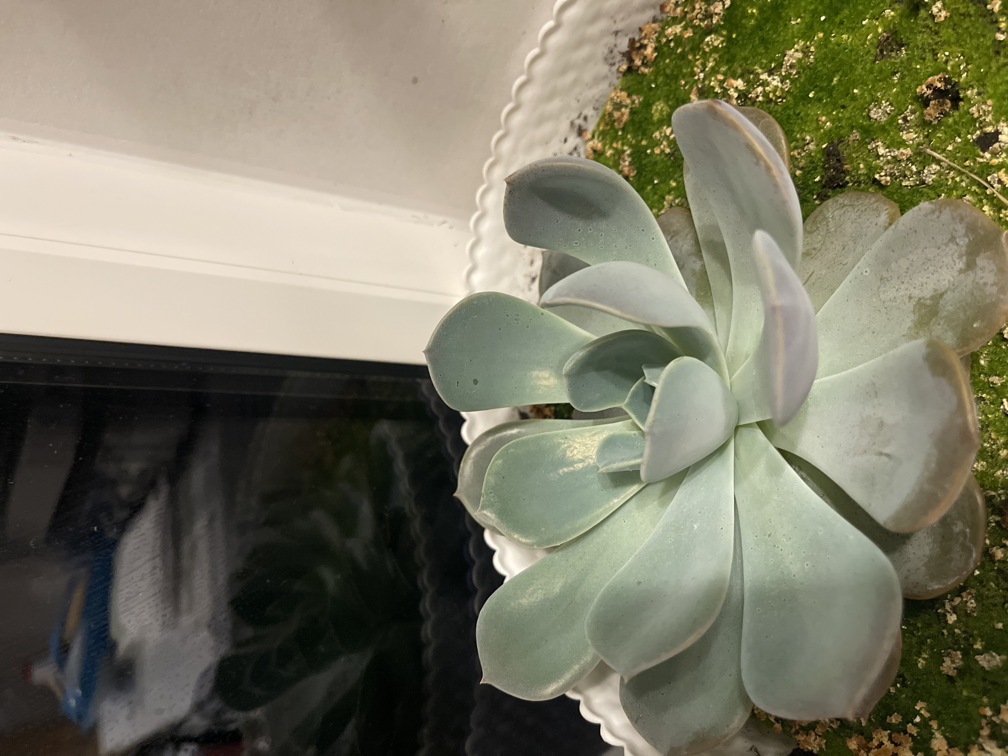 A close-up, slightly overhead view shows a light blue-green succulent plant in a white, ruffled pot. The plant's fleshy leaves are tightly arranged in a rosette pattern. The soil appears to be covered with bright green moss and small bits of brown debris. In the background, a dark, reflective surface, likely a window, shows a blurry reflection of objects, including what appears to be a blue and white object. To the right of the succulent, a white, vertical structure, possibly part of a window frame, is visible. The scene is indoors, with the lighting suggesting it is daytime, but the reflection in the window indicates it is possibly evening or a darker interior. The location is not specified beyond "Unknown, Unknown."