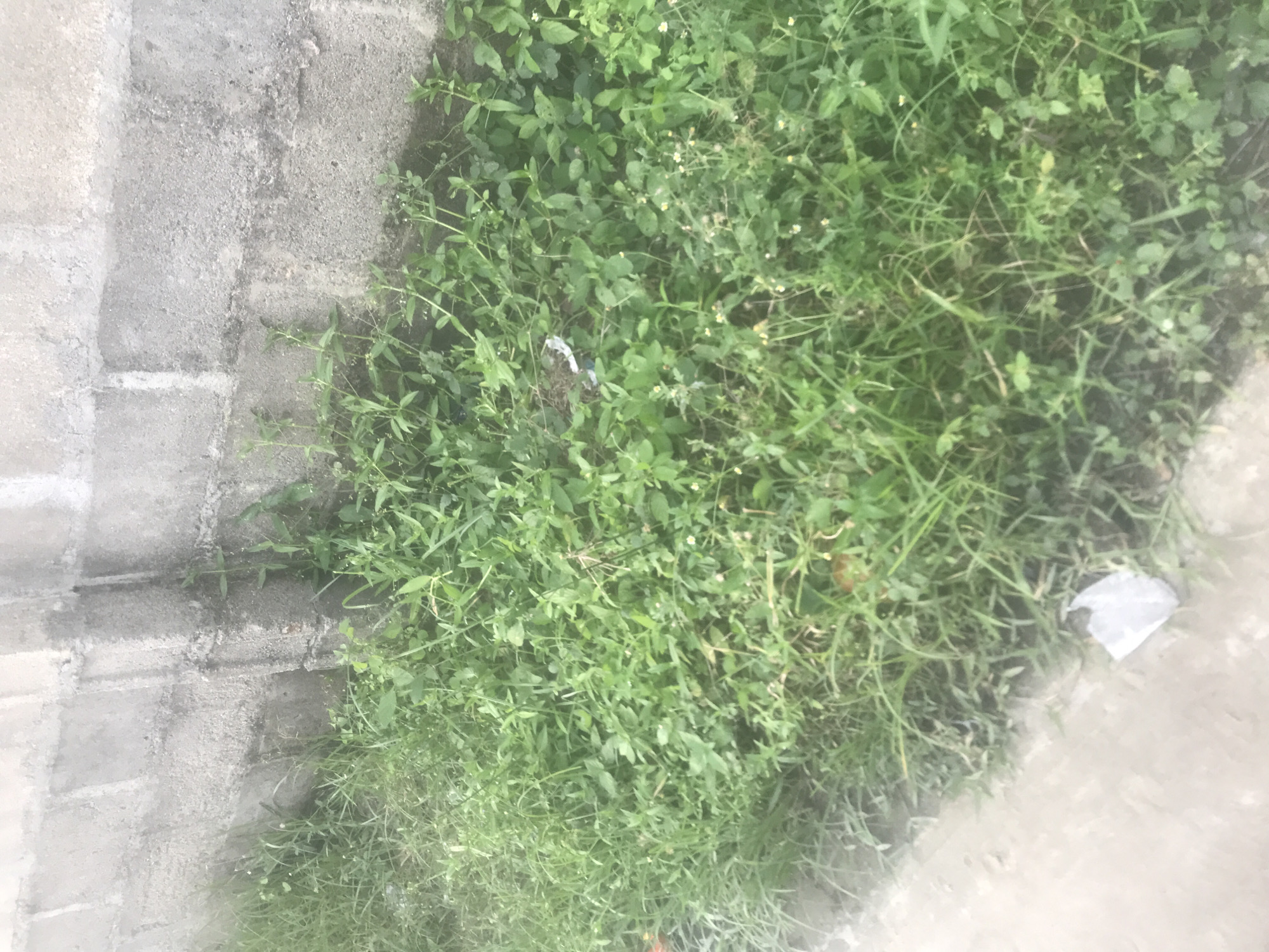 This image depicts an outdoor scene in the city of Unknown, Unknown, primarily featuring a concrete block wall and dense ground vegetation. The upper portion of the frame is dominated by a light grey concrete block wall, characterized by visible mortar lines and a rough, textured surface. Darker vertical and horizontal streaks, indicative of moisture or environmental staining, are present on the wall. The lower half of the image is covered by a thick growth of green vegetation, composed of various types of grass and broad-leaf weeds, extending from the base of the wall into the foreground. In the bottom-left foreground, a smooth, lighter grey concrete surface, likely a pathway or curb, is partially visible. Scattered within the vegetation, particularly near the foreground pathway, is a crumpled white plastic object, consistent with litter. A smaller piece of light-colored debris is also visible embedded in the vegetation closer to the wall in the mid-right area. No individuals or discernible actions are present. The scene is illuminated by natural, diffused light.