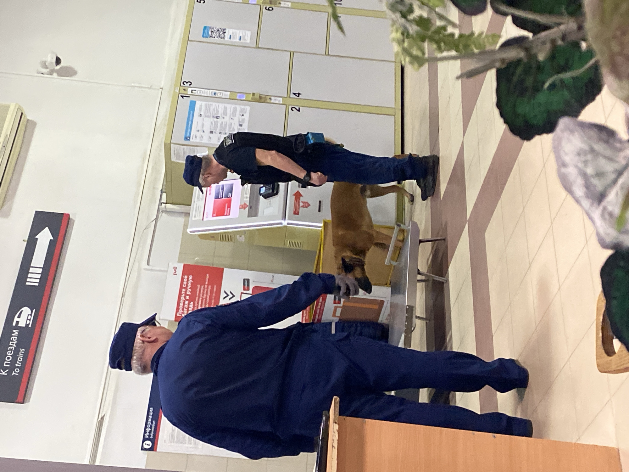 The image depicts an indoor scene at what appears to be a train station in Ryazan, Russia. Two men in uniform are conducting a security check with a detection dog.
In the foreground, a man in a dark blue uniform and cap stands with his back largely to the viewer, looking down. He appears to be overseeing the dog. Further back and to the right, a second man in a black uniform shirt, dark trousers, and a cap is also focused downwards, possibly supervising or assisting. He wears a utility belt with a blue pouch.
A brown detection dog, likely a German Shepherd mix, is actively sniffing a small, light-colored object or area on a narrow metal table between the two men. This suggests a baggage or item inspection.
The background features a long row of numbered lockers (1, 2, 3, 4, 5, 6, 10 are visible), common in public transport hubs. Some locker signs display QR codes. On the left wall, a prominent sign with a white arrow points left, indicating "К поездам" (To trains), confirming the train station setting. Below this is a smaller "Информация" (Information) sign. A larger red and white sign on the wall behind the security personnel states, "Проверьте свой Багаж и ручную кладь" (Check your luggage and hand luggage), explicitly detailing the activity.
The lighting is consistent with an indoor environment, likely well-lit by artificial lights or natural light from unseen windows. A surveillance camera is mounted high on the left wall, and a large, leafy plant partially frames the right side of the image. The overall scene portrays a routine security operation in a public area.