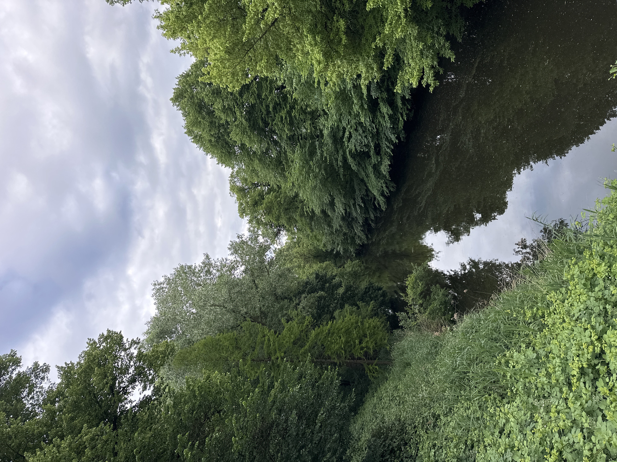 This image depicts a narrow waterway, identified as being in the city of Stade, Germany, framed by dense, verdant vegetation under an overcast sky. The sky occupies the upper portion, displaying a grey, cloudy expanse with diffuse light.
The waterway itself is dark and appears still, reflecting the grey sky and the surrounding trees, though reflections are somewhat muted. Numerous small, light-colored particles are scattered across the water's surface.
Both banks are heavily vegetated. The left bank, in the foreground, features a lush assortment of green plants, including broadleaf groundcover, tall grasses, and various shrubs extending to the water's edge. Further back on this bank, a distinctive, slender conifer with lighter green foliage stands tall amidst darker green deciduous trees. The right bank is similarly densely covered with a thick canopy of dark green deciduous trees and shrubs that overhang the water. No human figures, animals, or man-made structures are visible.