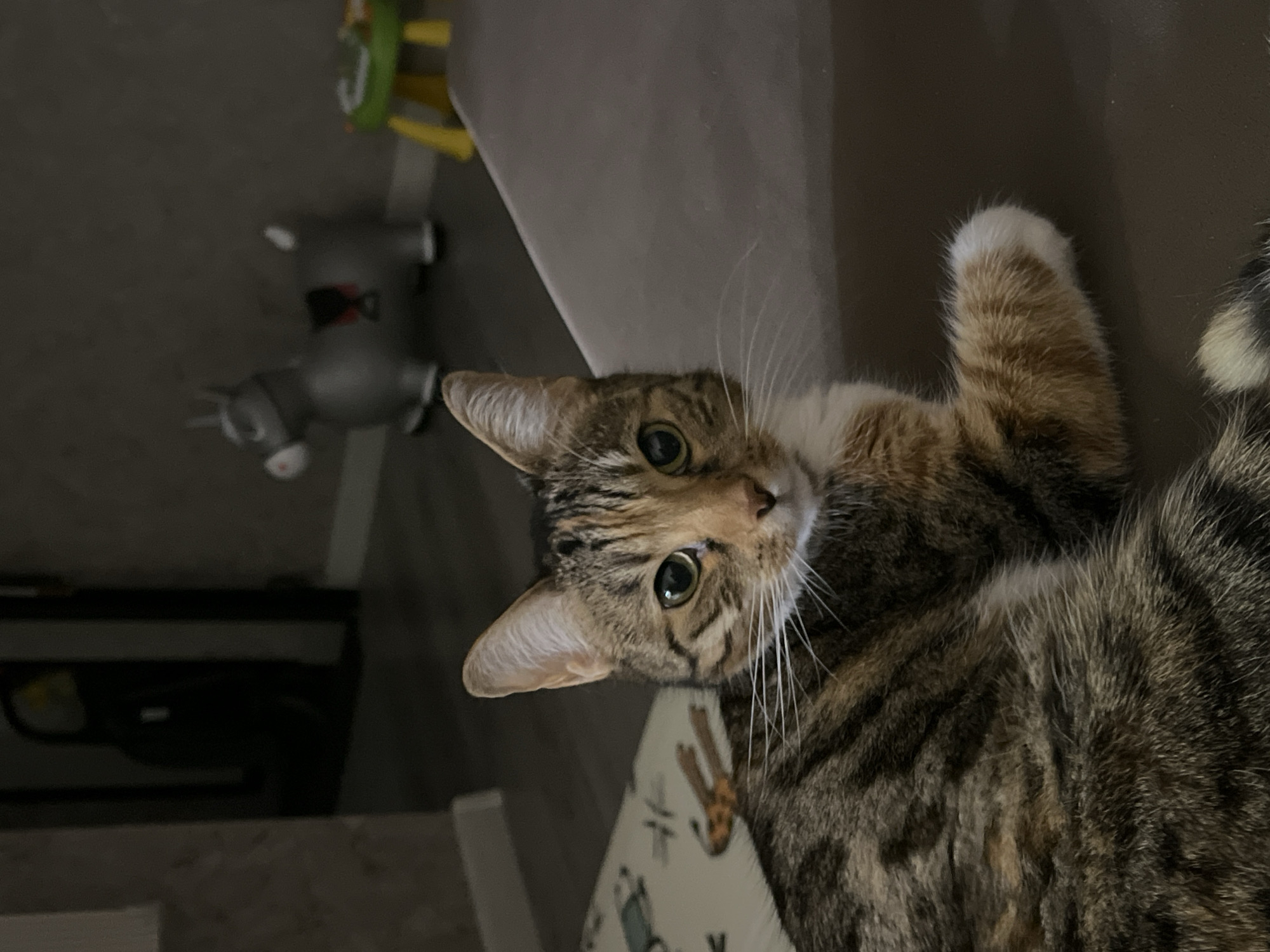 A tabby cat with green eyes is lying on a brown surface, looking directly at the camera. The cat has striped fur in shades of brown and orange, with white markings on its chest and paws. In the background, a gray inflatable donkey toy and a green and yellow toy table are visible. The environment appears to be indoors, possibly a child's play area, with dim lighting. The image does not provide any information about the city of Nizhny Novgorod, Russia.