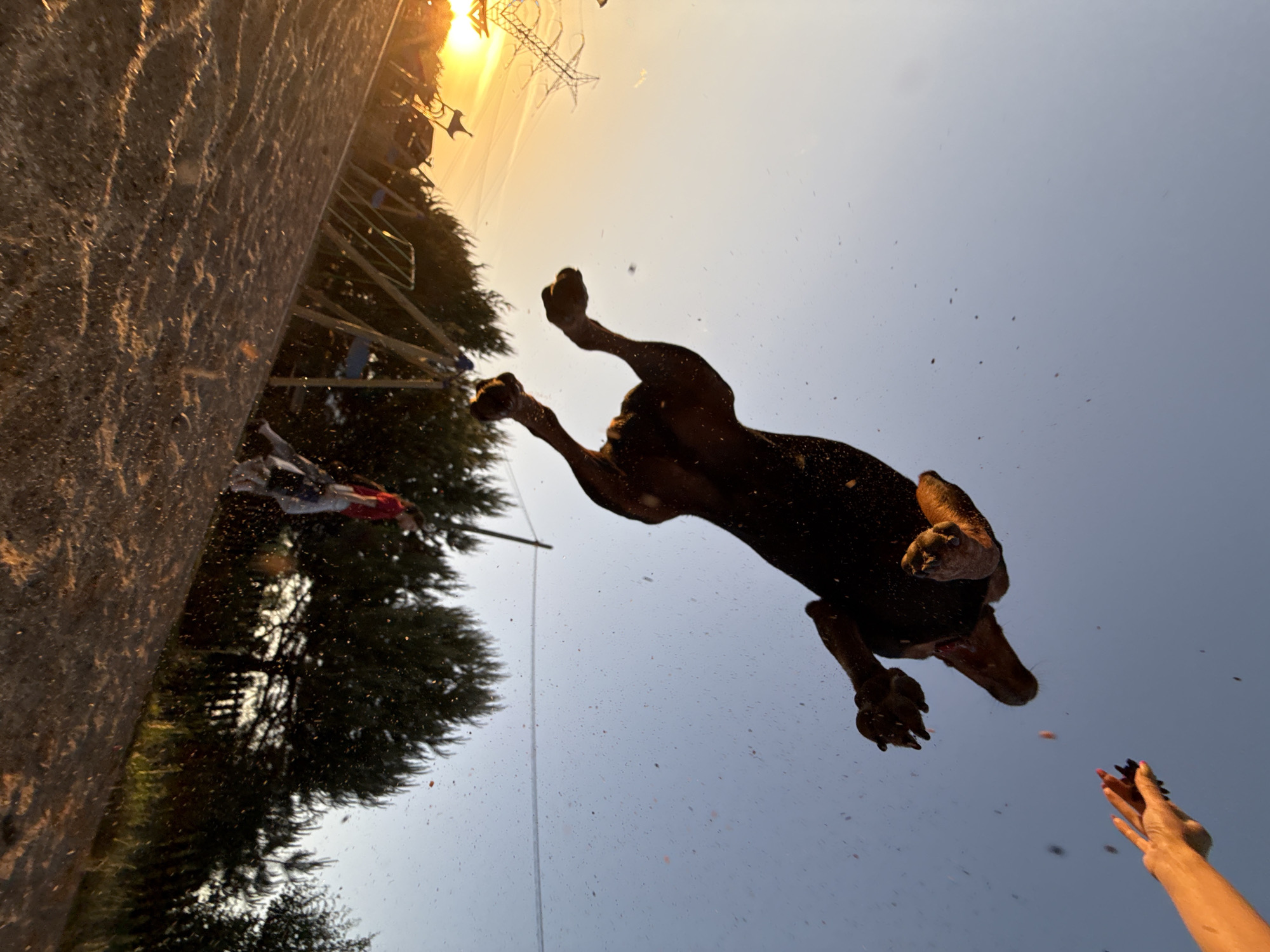 The image shows a dark brown dog in mid-air, its paws extended, against a light blue sky. Below the dog, a person's arm is reaching upwards. The background includes trees and a concrete structure. The sun is visible in the upper left corner, near power lines. The location is Chaikovsky, Russia.
