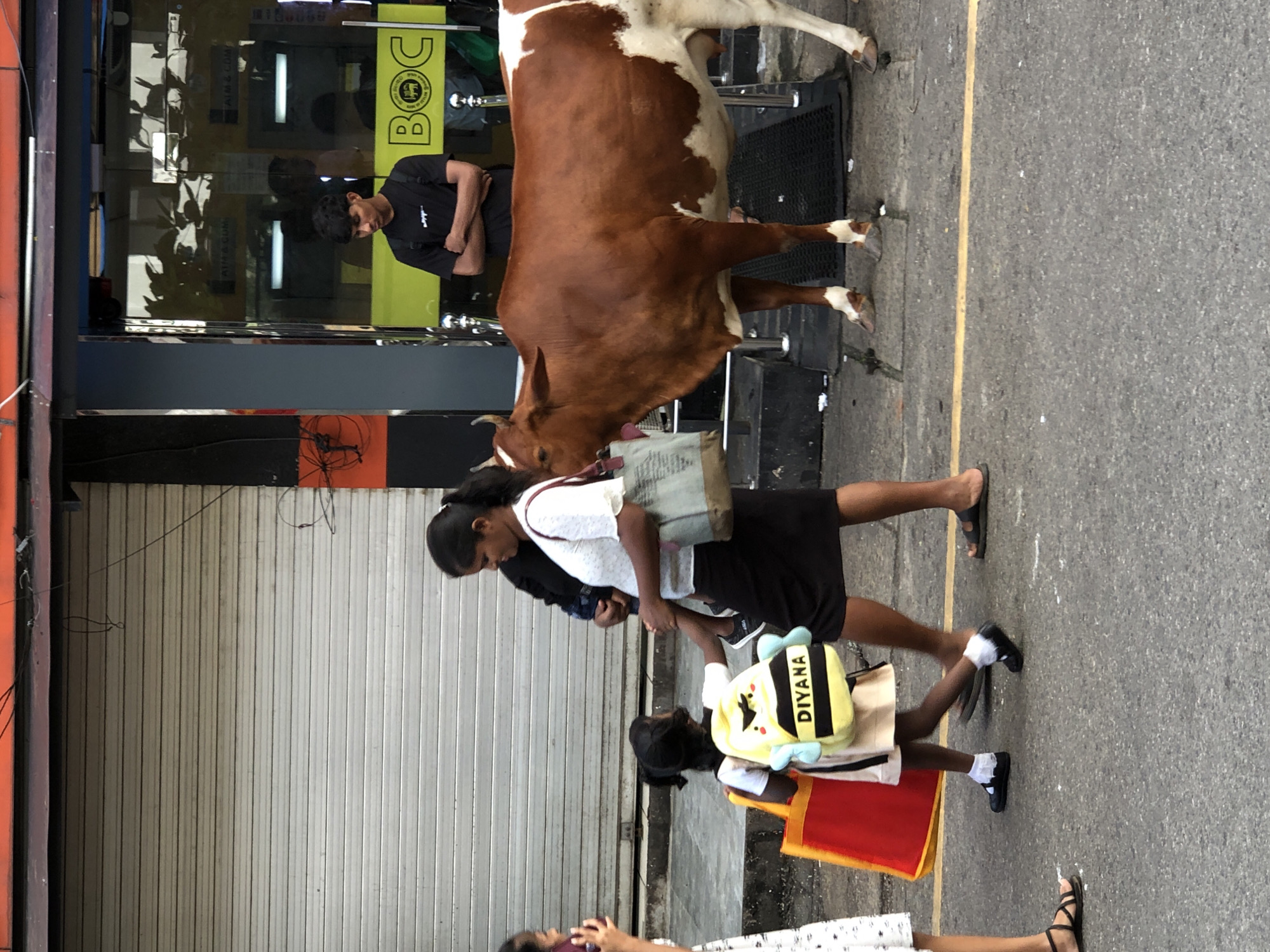 The image captures a street scene in Galle, Sri Lanka, likely near a commercial establishment with a large, rolled-down metal shutter in the background. A brown and white cow stands prominently in the foreground, positioned on a paved walkway. To the left of the cow, a woman in a white top and black skirt walks, carrying a grey bag and holding a child. Beside her, a young girl wearing a yellow backpack with "DIYANA" written on it and a red bag is walking. Further left, a portion of another person, possibly a child, wearing a white patterned dress is visible. In the background, behind the cow and to the right, a young man in a black t-shirt stands with his arms crossed in front of a storefront that has "BOC" visible on it, suggesting it might be a Bank of Ceylon branch. The ground is paved, with a yellow line marking a division.