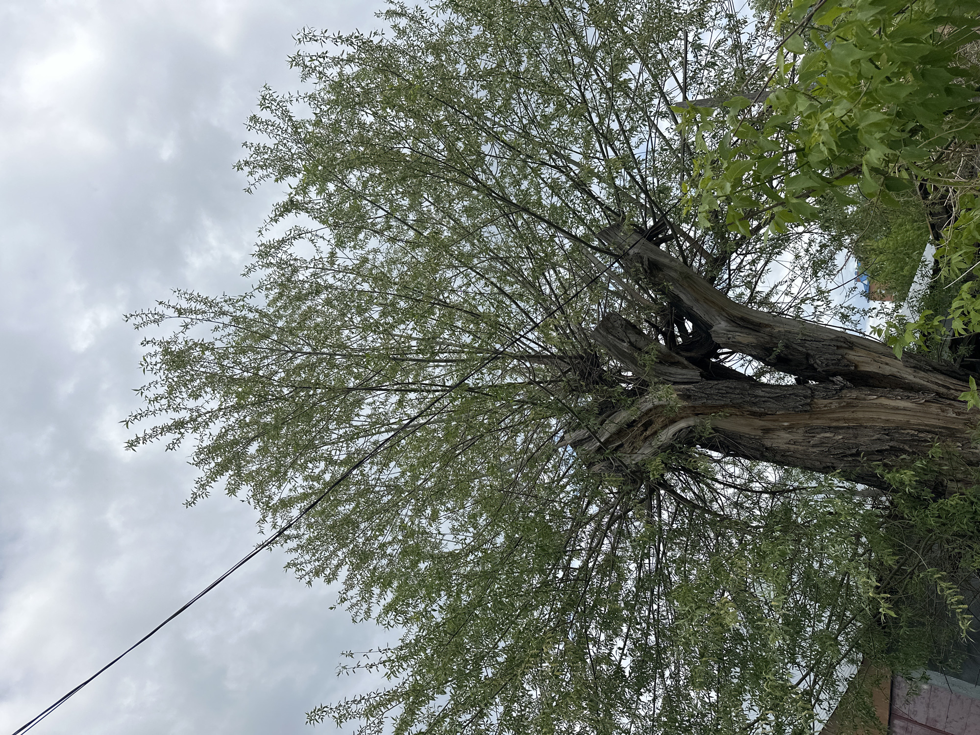 A ground-level, upward-angled shot features a large, mature tree against a cloudy sky. The tree has a thick, gnarled trunk and branches densely populated with small, green leaves. A power line crosses the lower left portion of the frame. A building or wall is visible to the lower right. The location is in Biysk, Russia. No people are visible in the frame.