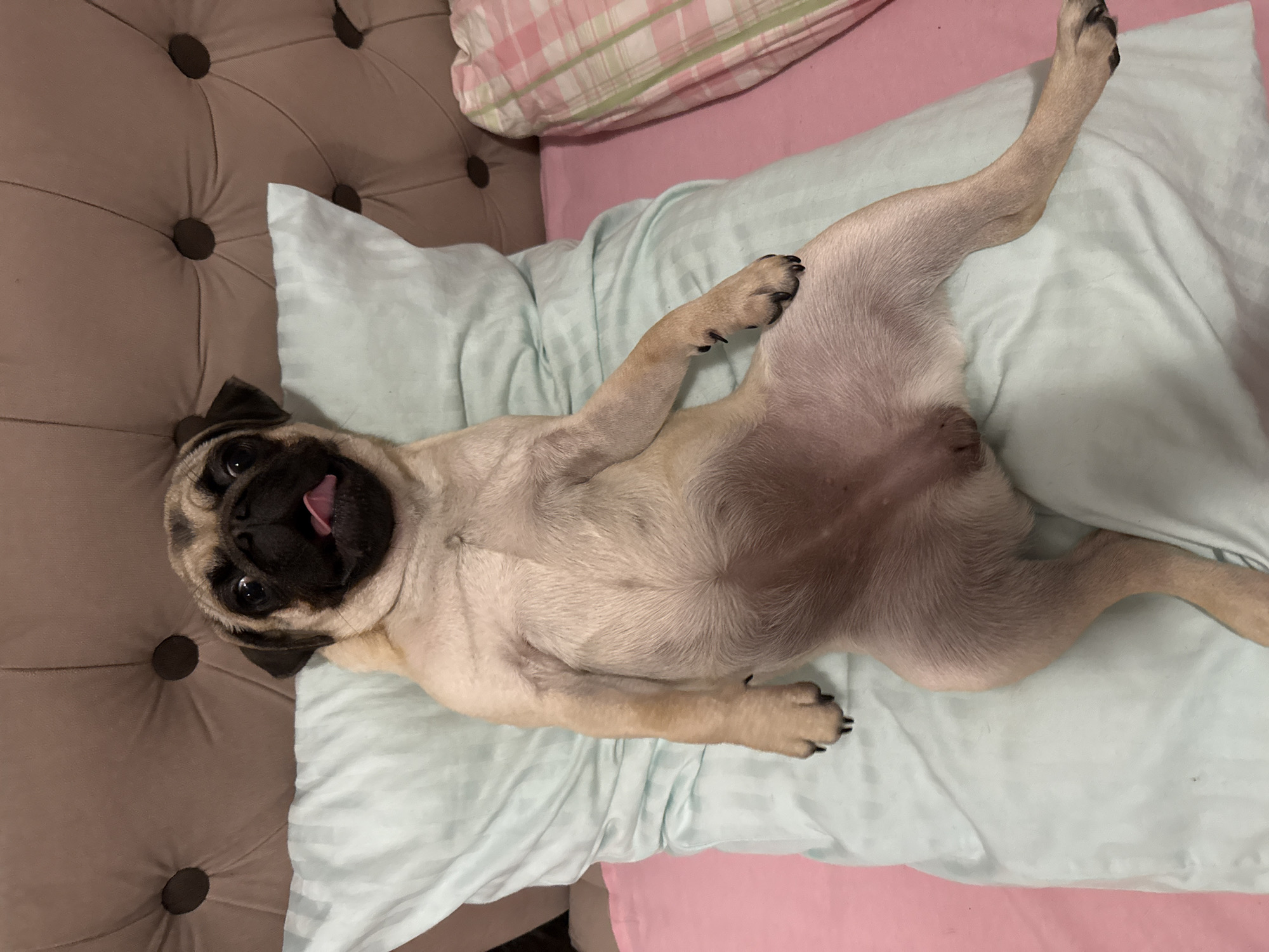 A pug dog is lying on its back on a light blue pillow, with its tongue sticking out. The dog is lying on a bed with a tufted headboard in the background. To the right of the pug is a pillow with a pink and white plaid pattern. The scene appears to be indoors, possibly in a bedroom. The lighting is dim and warm.