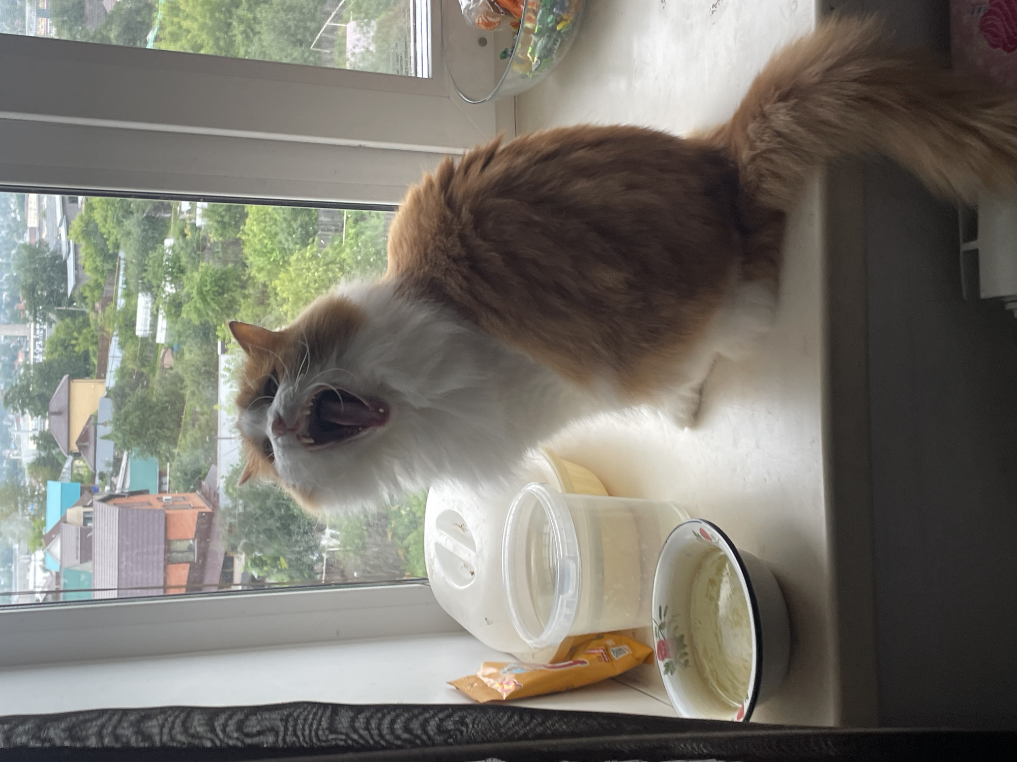A ginger and white cat is yawning widely while perched on a windowsill. The cat has its mouth open, revealing its tongue and teeth. Its fur is fluffy, and its tail is long and bushy. The cat is positioned on a white surface, likely a windowsill, with various objects nearby. These include a clear plastic container with a lid, a small yellow bag with visible text, and a white bowl with a floral pattern containing a light-colored liquid, possibly water or food.
Behind the cat, a window offers a view of a suburban or rural landscape. The scene outside appears to be overcast, with lush green trees and a cluster of houses with colorful roofs visible. The overall impression is that of a domestic setting, perhaps in Votkinsk, Russia, given the location context. The time of day seems to be daytime, but the overcast weather might suggest it's not a particularly bright day. The cat's yawn conveys a sense of relaxation or perhaps slight boredom.
