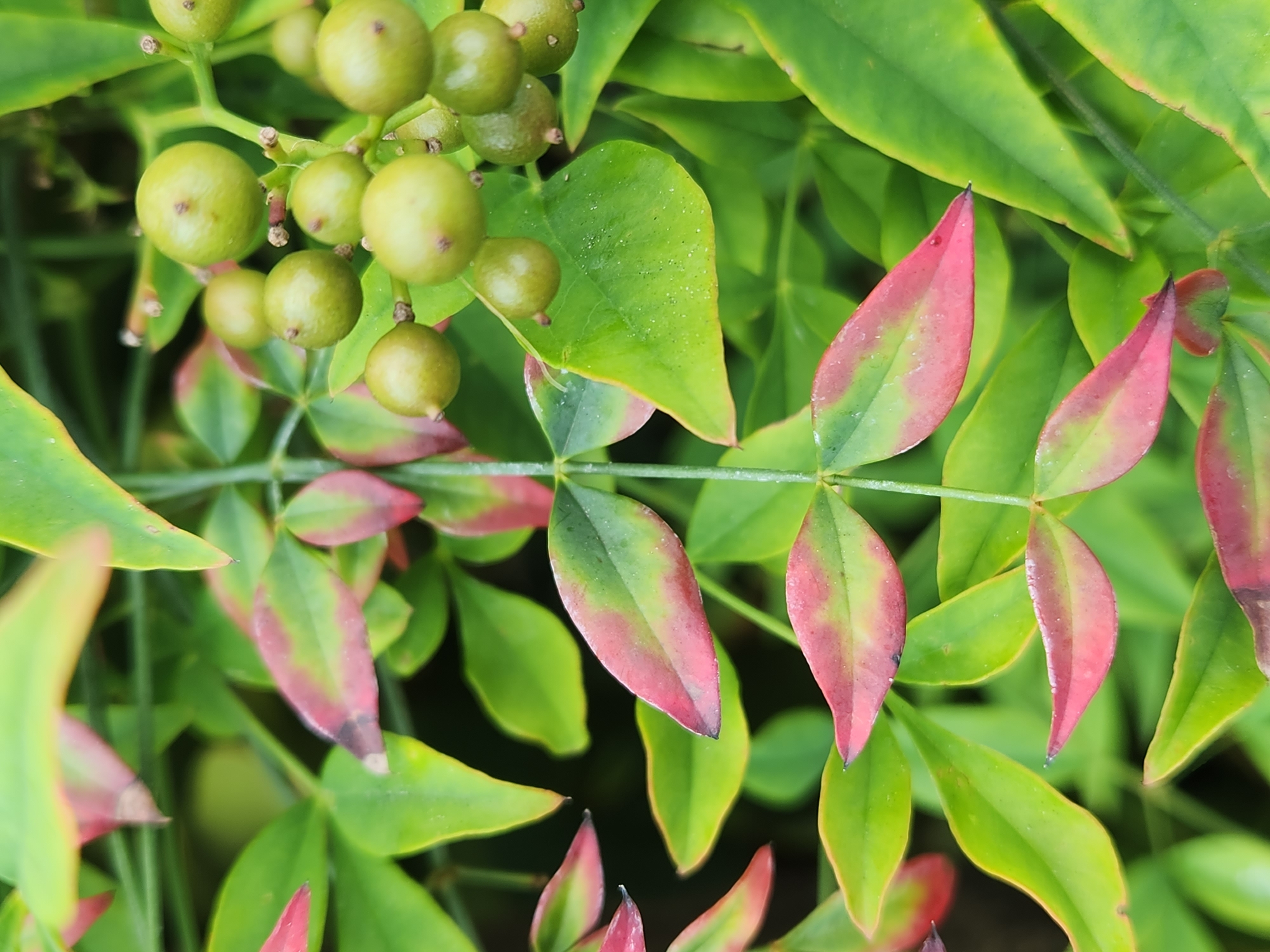 This is a close-up, eye-level, vertical, outdoor, natural light photograph of the leaves and berries of a plant, likely a Nandina domestica (Heavenly Bamboo). The leaves are a vibrant green with some sections exhibiting a reddish-pink hue, particularly along the edges. Some of the leaves are elongated and pointed, while others are more ovate. Clusters of small, round, green berries are visible in the upper right portion of the frame. The background is softly blurred, consisting of more foliage and dark shadows, suggesting a densely planted area. There are no people or man-made objects visible in the image. The scene is likely within a garden or natural landscape setting. While the exact location is not specified, the prompt requests its placement in Altamonte Springs, United States of America, and it is assumed to be an outdoor scene within that city.
