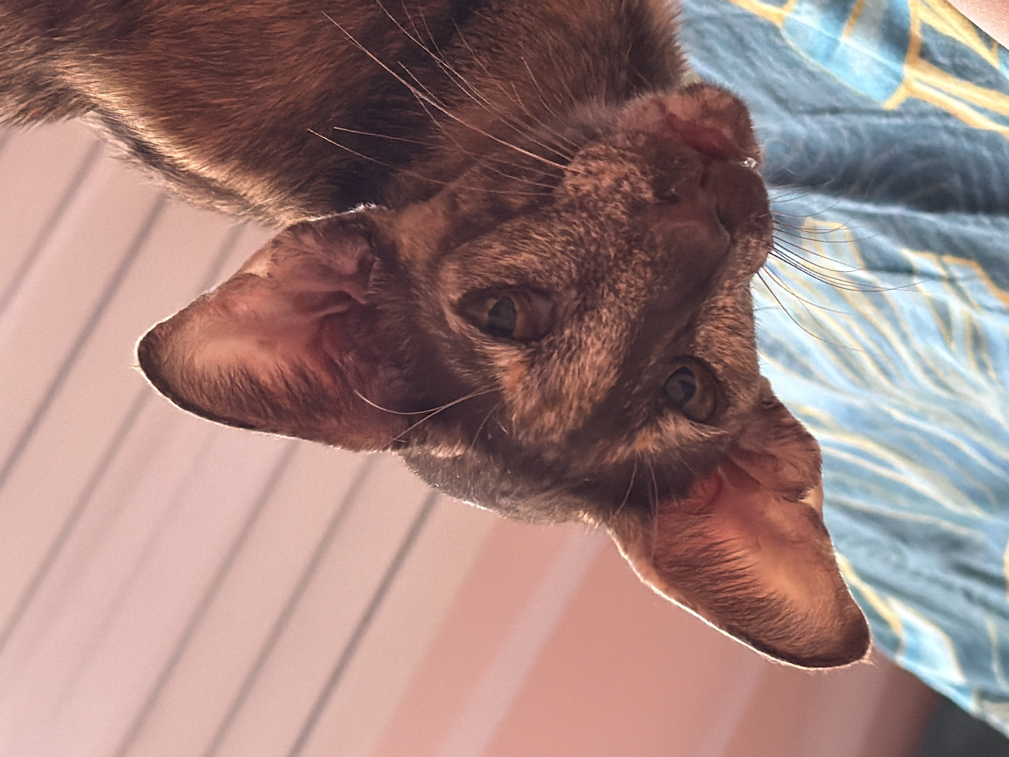 A close-up, low-angle shot features a brown cat with large ears. The cat appears to be looking directly at the camera with its eyes wide open. Its whiskers are visible. The background consists of a blue and yellow patterned fabric, as well as an area with parallel, light-colored lines. The location is not discernable from the image alone. There is no indication of this image being taken in Chaikovsky, Russia. There are no discernible people in the picture.