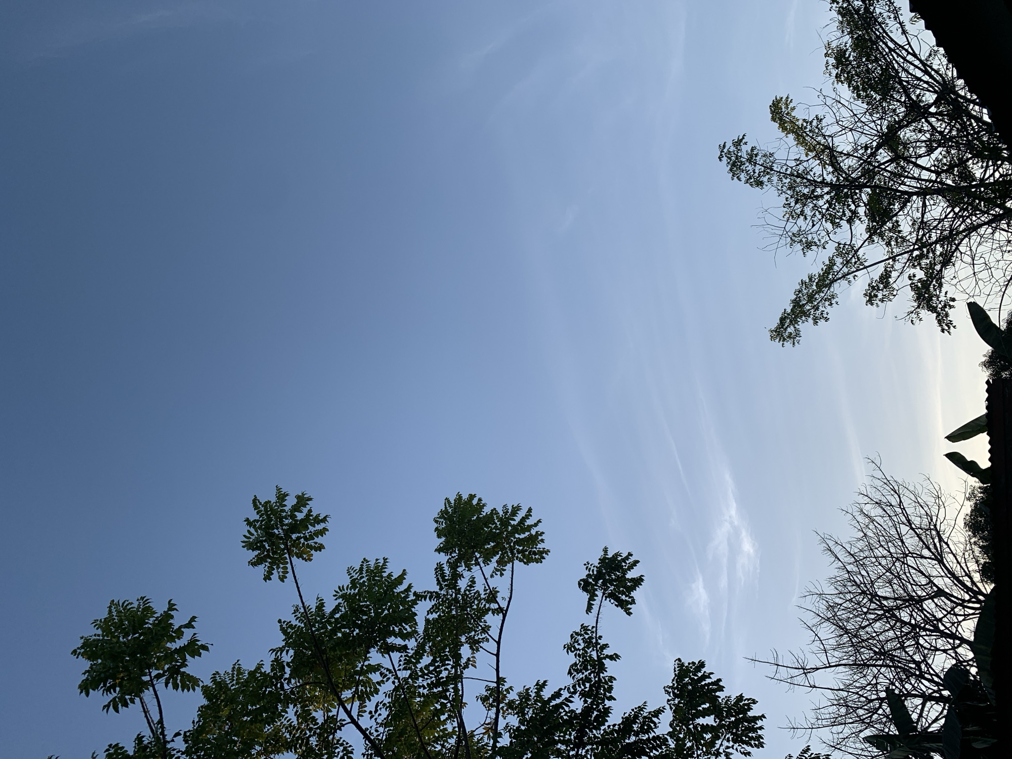 The image captures a serene outdoor scene at dusk in Makassar, Indonesia. The sky is a clear, soft blue, transitioning towards a lighter hue near the horizon where a faint glow suggests the setting sun. Wispy, light cirrus clouds are scattered across the upper portion of the sky, adding a delicate texture to the expanse.
In the foreground, silhouetted against the sky, are the dark outlines of several trees and structures. On the left side, lush green foliage of a tree branches out, its leaves rendered in dark shadow. Below and to the right of this tree, a bare, deciduous tree stands with its intricate network of branches reaching upwards. Further to the right, another tree, partially bare and partially covered in leaves, is silhouetted. The very bottom of the image shows the dark shapes of rooftops and possibly some large leaves, suggesting the presence of residential or urban structures.
The overall impression is one of quietude and natural beauty as day transitions into night. The location in Makassar, Indonesia, would imply a tropical or subtropical climate, which is consistent with the lush greenery visible. There are no people or animals present in the scene, and no discernible actions or interactions are taking place. The image is a still, atmospheric capture of a common urban landscape element during twilight.