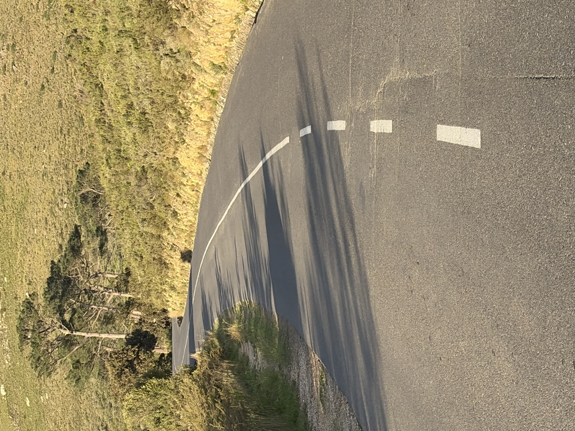The image depicts a winding asphalt road, likely a scenic route in Cape Town, South Africa, given the vegetation and mountainous terrain. The road is bordered by sparse, dry shrubbery and rocks on the right, and denser green foliage on the left. Tall, slender pine trees are visible on the hillside in the background, interspersed with dry grass and rocks. The road is marked with a white dashed line, indicating a lane divider. Shadows of trees are cast across the road surface, suggesting it is late afternoon. The overall scene is natural and undeveloped, indicative of a mountain pass or coastal road.