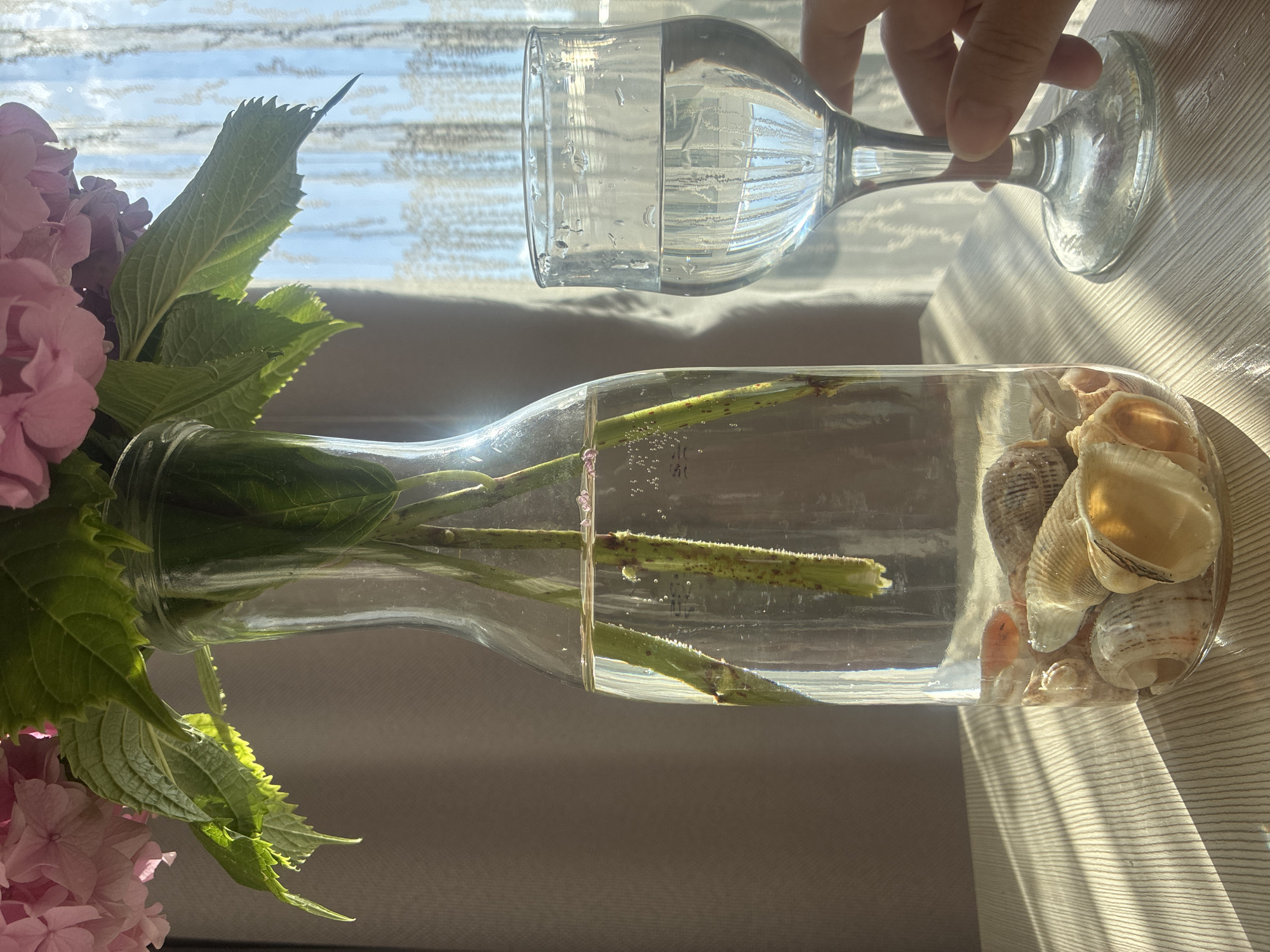 A still life photograph depicts a clear glass vase filled with water, seashells, and green stems of pink hydrangeas, placed on a wooden table. To the right of the vase, a stemmed wine glass filled with clear liquid is being held by a hand. The background features a sheer curtain and sunlight streaming through, casting striped shadows across the table. The scene is likely set in a domestic environment within the city of Sochi, Russia, suggested by the bright, sunny weather and the coastal elements.