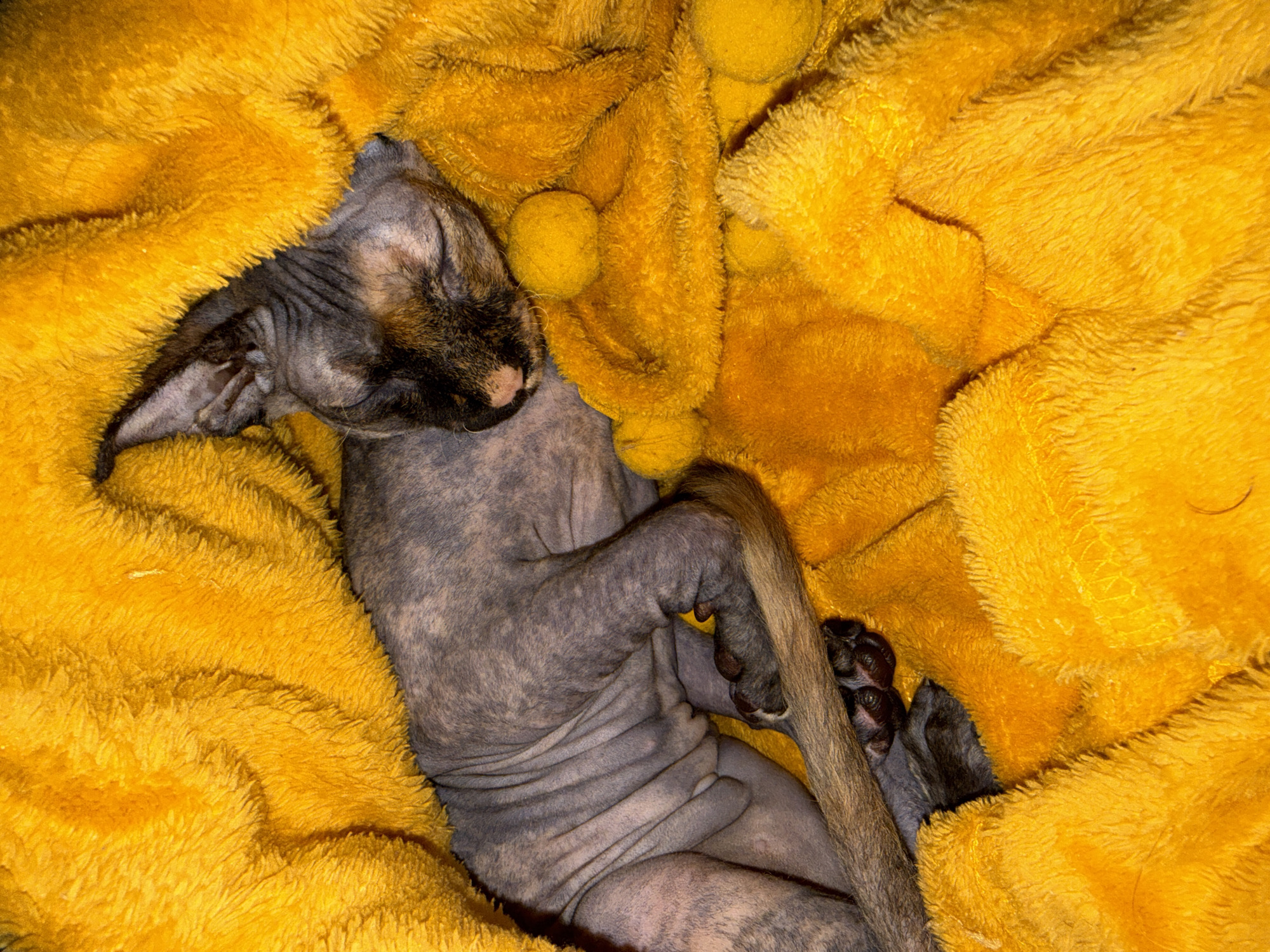 A hairless cat is sleeping on a yellow blanket. The cat is light gray with darker gray markings on its head and body. It is curled up on its side, with its head resting on the blanket. The blanket is thick and plush, and the cat appears to be comfortable. The scene appears to be indoors, potentially within a home.