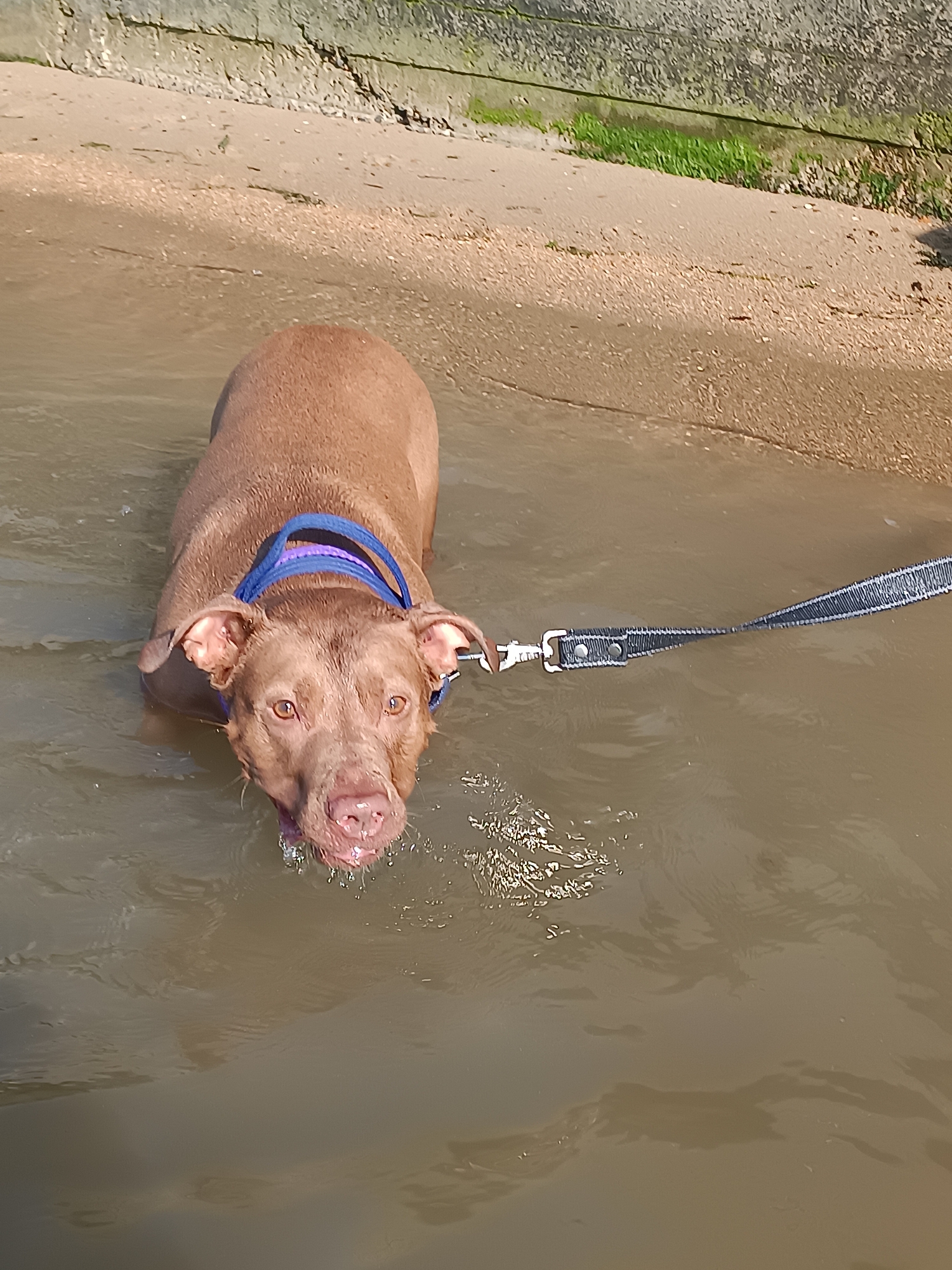 A brown pit bull type dog is standing in murky water near a sandy bank with a concrete wall in the background. The dog is wearing a blue and purple collar and a black leash. The dog is looking towards the camera with its mouth slightly open. The water is rippling and reflecting the sunlight. The location is a beach or riverbank in Zatoka, Ukraine.