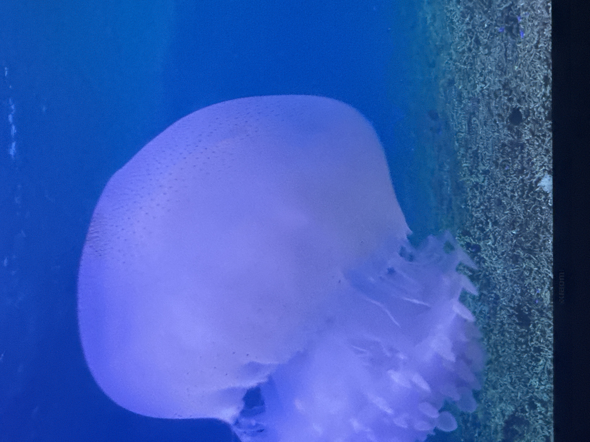 The image shows a large, translucent jellyfish floating in clear blue water. The jellyfish is predominantly purple and white, with a bell-shaped body and long, flowing tentacles. The background is a deep blue, with hints of a coral reef or seabed visible at the bottom. There are no people, buildings, or any elements that suggest a specific location in Almaty, Kazakhstan. The image appears to be an underwater photograph.