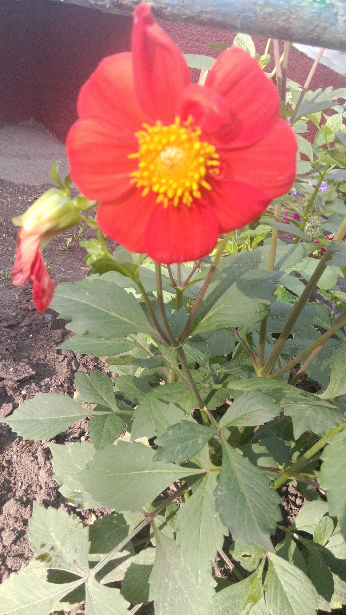 A close-up, vertical, eye-level shot captures a vibrant red dahlia flower in full bloom, its yellow-centered disk contrasting sharply with its petals. The flower, positioned centrally in the frame, is surrounded by lush green foliage and dark soil. To the left of the main bloom, a developing bud, partially unfurled and tinged with red, hints at future blossoms. The background is blurred, suggesting a garden setting with hints of a textured, dark-colored wall and a portion of a blue railing. The overall scene depicts a bright, sunny day, likely in a garden within the city of Petropavl, Kazakhstan.