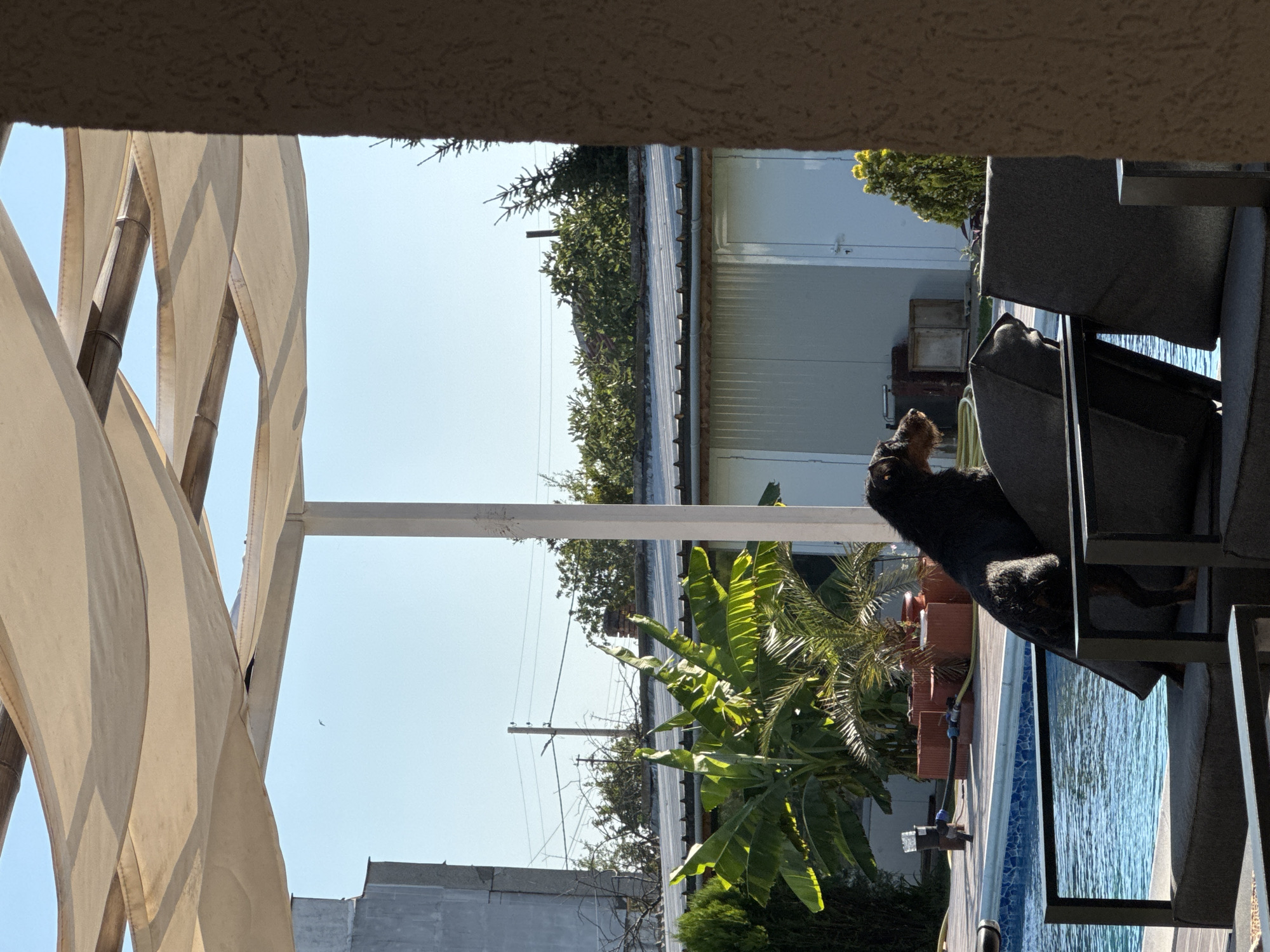 A Rottweiler dog is standing on a cushioned outdoor chair near a swimming pool. The dog is black and tan with its head turned to the side, looking towards the left. Behind the dog, a portion of the swimming pool is visible, with blue water and tiled edges. In the background, there is a white building with closed doors, a tall green bush, and more vegetation. The scene appears to be a backyard in Bulgarovo, Bulgaria, under a clear blue sky, with a beige canopy structure overhead supported by a white pillar. The overall environment suggests a sunny day in a residential outdoor setting.