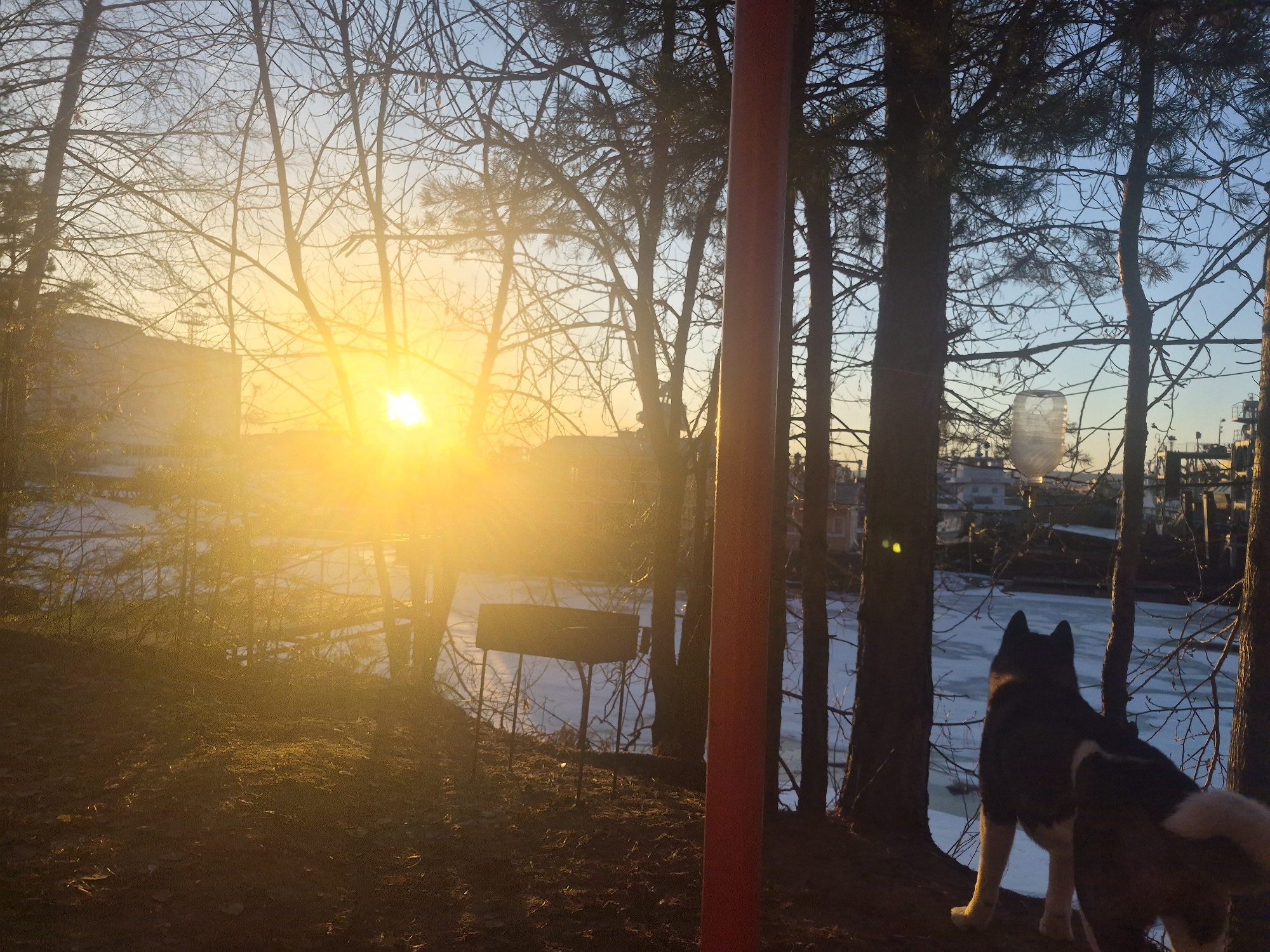 A medium outdoor shot displays a landscape at sunset, featuring a dog looking out at a partially frozen body of water. The sun, a bright yellow orb, is centrally positioned and partially obscured by bare trees, creating a lens flare effect. The trees, mostly bare, line the horizon. A grill stands to the left, slightly obscured by the light. To the right, a black and white dog is seen from behind, standing between trees and looking out at the ice. In the background, distant buildings and structures are visible through the trees. A red pole is in the mid ground. The location appears to be on a shoreline in an unknown city.