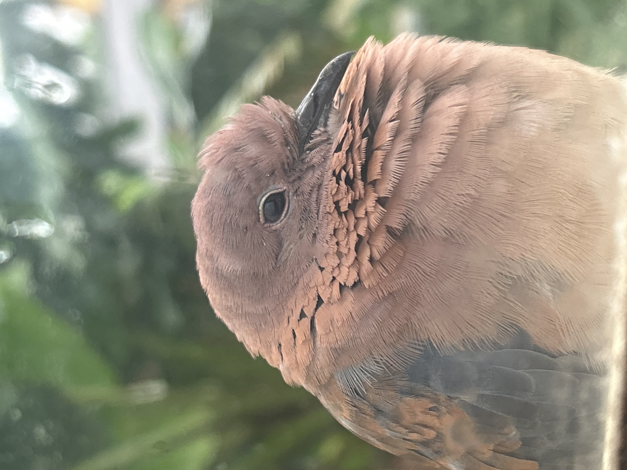 A close-up, side profile shot captures a brown bird, likely a dove, preening its feathers. The bird is positioned on the right side of the frame, with its head tucked inwards as it meticulously grooms its plumage. Its dark eye is visible, observing its surroundings. The background is softly blurred, dominated by shades of green, suggesting foliage, possibly trees or bushes. The lighting appears natural, hinting at daytime. The textured feathers of the bird are clearly detailed, showcasing intricate patterns and varying shades of brown, with hints of grey on its underside. The overall impression is one of quiet, natural behavior observed in a peaceful setting.