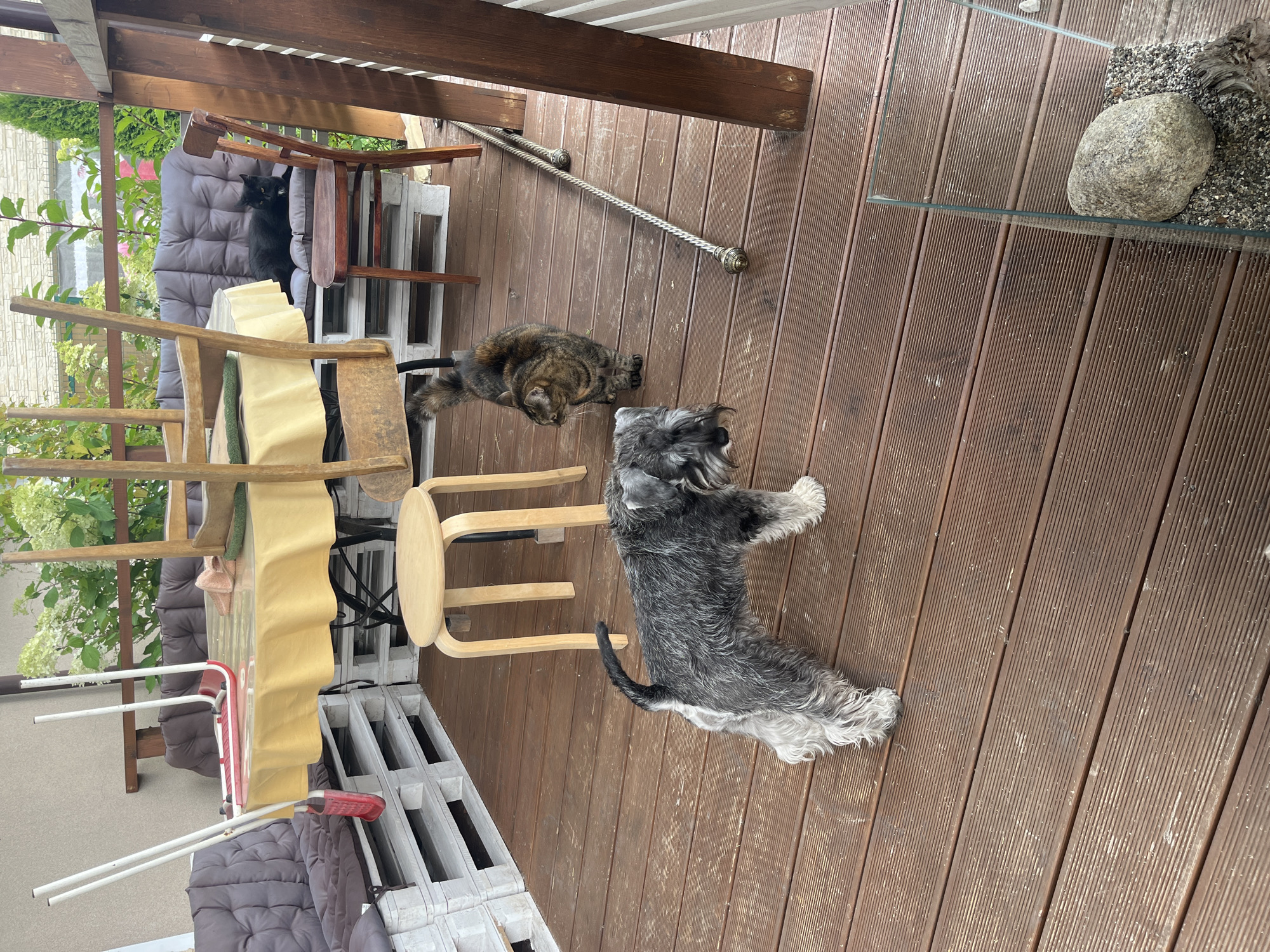 A standard schnauzer is standing on a wooden deck, looking to the left. A tabby cat is standing to the right of the schnauzer, facing away from the camera. A black cat is lying on a couch behind a table. In the background, there are chairs, a table, and plants. The scene appears to be on a porch or patio. The location of this image is Vladimirovka, Russia.