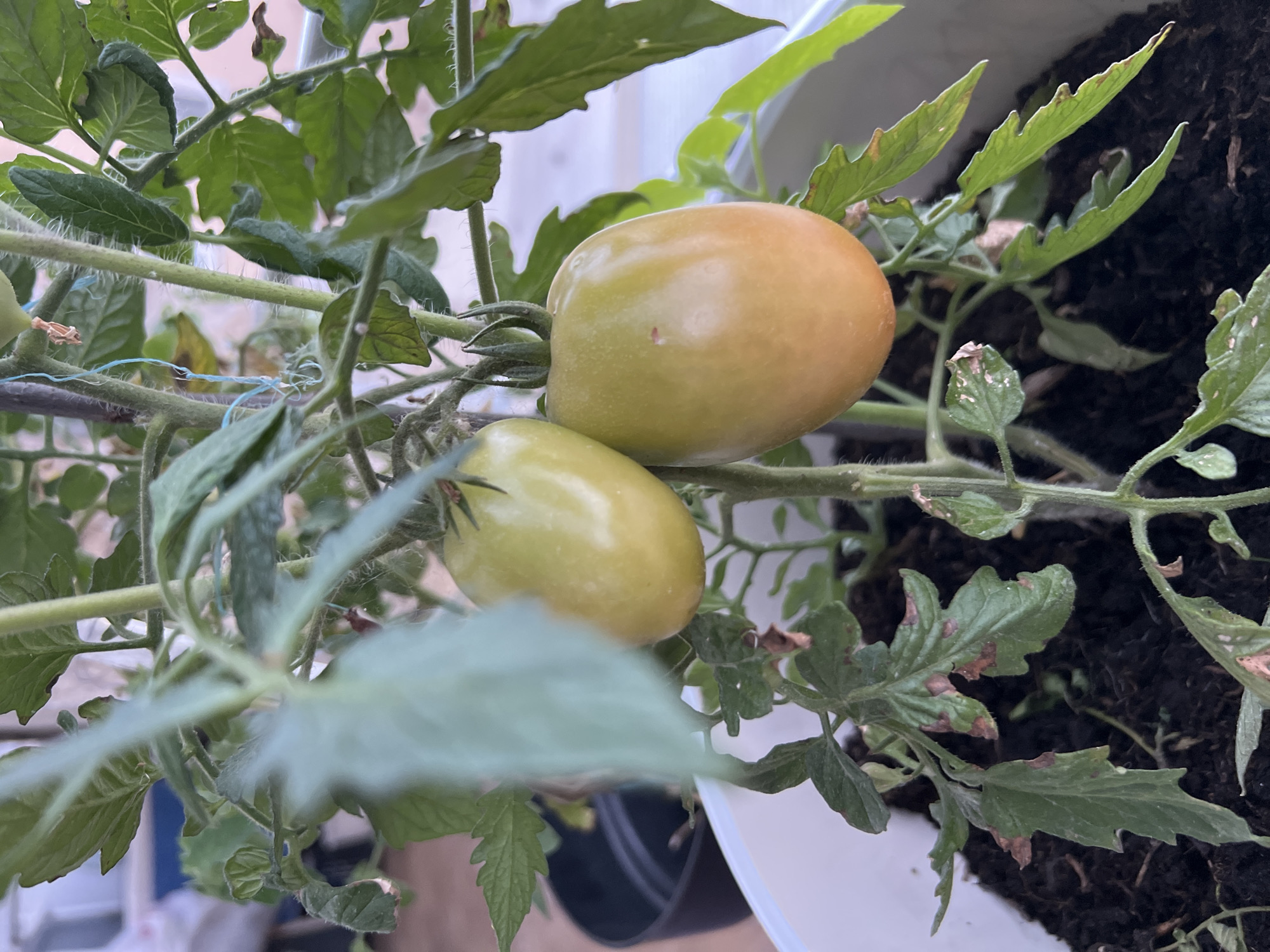This is a close-up, eye-level, medium shot of a tomato plant with two developing tomatoes. The tomatoes are oblong in shape and are a pale green to yellowish-orange color, indicating they are ripening. The plant has several green leaves, some of which show signs of damage with brown spots and wilting edges. The plant is in a white pot filled with dark soil. In the background, a black pot is partially visible. The scene appears to be outdoors, possibly on a balcony or patio, with a blurred background suggesting a residential area. The image is taken in Baošići, Montenegro. There are no people or animals present.