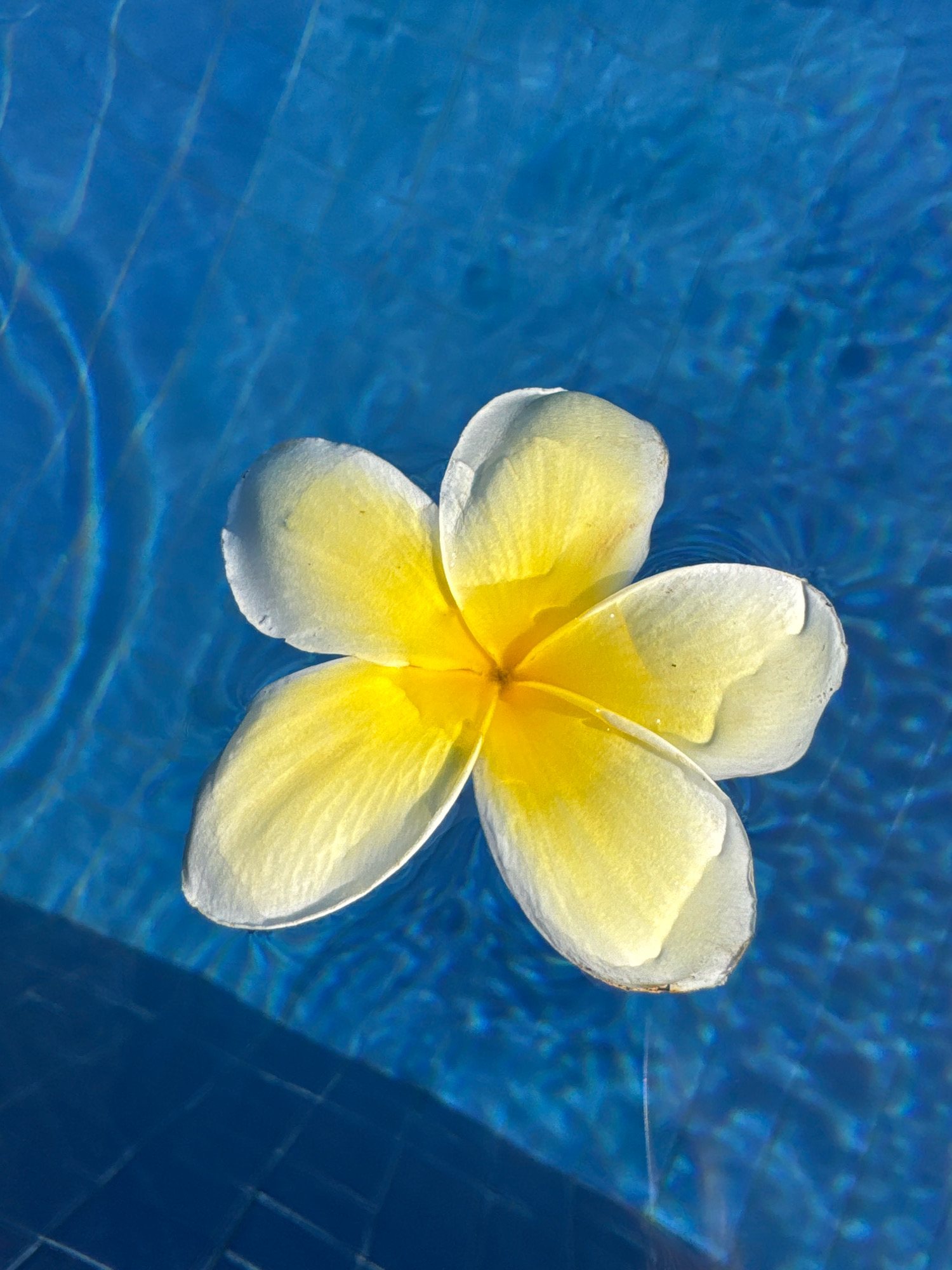 A single plumeria flower, with white petals fading to yellow at the center, floats in a bright blue swimming pool. The water's surface is rippled, creating reflections and distortions of the pool's tiled bottom. The image is a close-up shot, focusing on the flower and the water. The scene depicts a peaceful and serene moment in Denpasar, Indonesia, possibly at a resort or private residence. There are no people visible in the image.