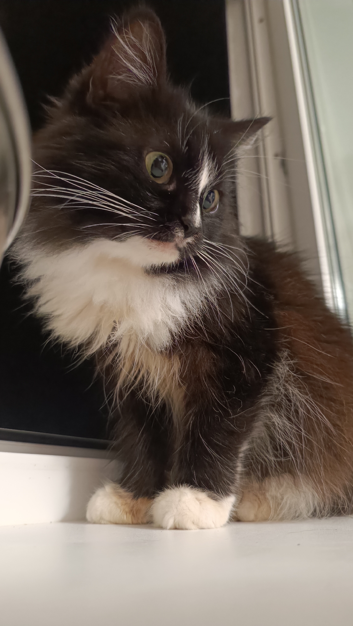 A black and white domestic cat with green eyes sits on a white surface, possibly a windowsill, with a dark background behind it. The cat has long fur, prominent white whiskers, and patches of white fur on its chest and paws. The cat's right side is partially illuminated by a soft light source, highlighting its fur. To the right of the cat, a light-colored vertical frame, likely part of a window, is visible. The scene appears to be indoors. There is no indication of this being in the city of Chaikovsky, Russia.