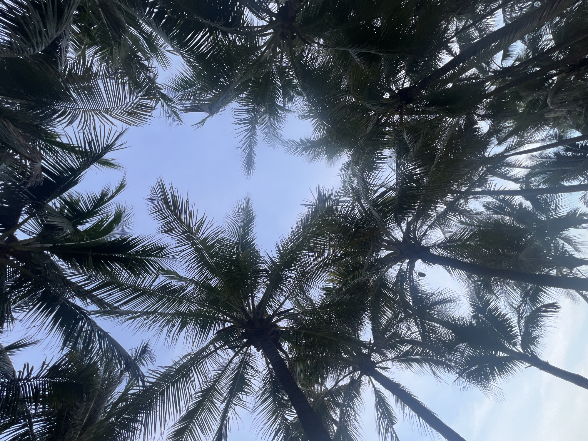 The image is a low-angle shot looking up at a cluster of palm trees against a clear blue sky. The palm fronds create a canopy effect, with some leaves appearing dark and others silhouetted against the lighter sky. The scene suggests a tropical environment, likely a beach or a park in a coastal area. The location is specified as Đà Nẵng, Vietnam, a city known for its beaches and palm-lined coast. There are no people or discernible actions in the image. The environment is natural, dominated by vegetation and the sky.