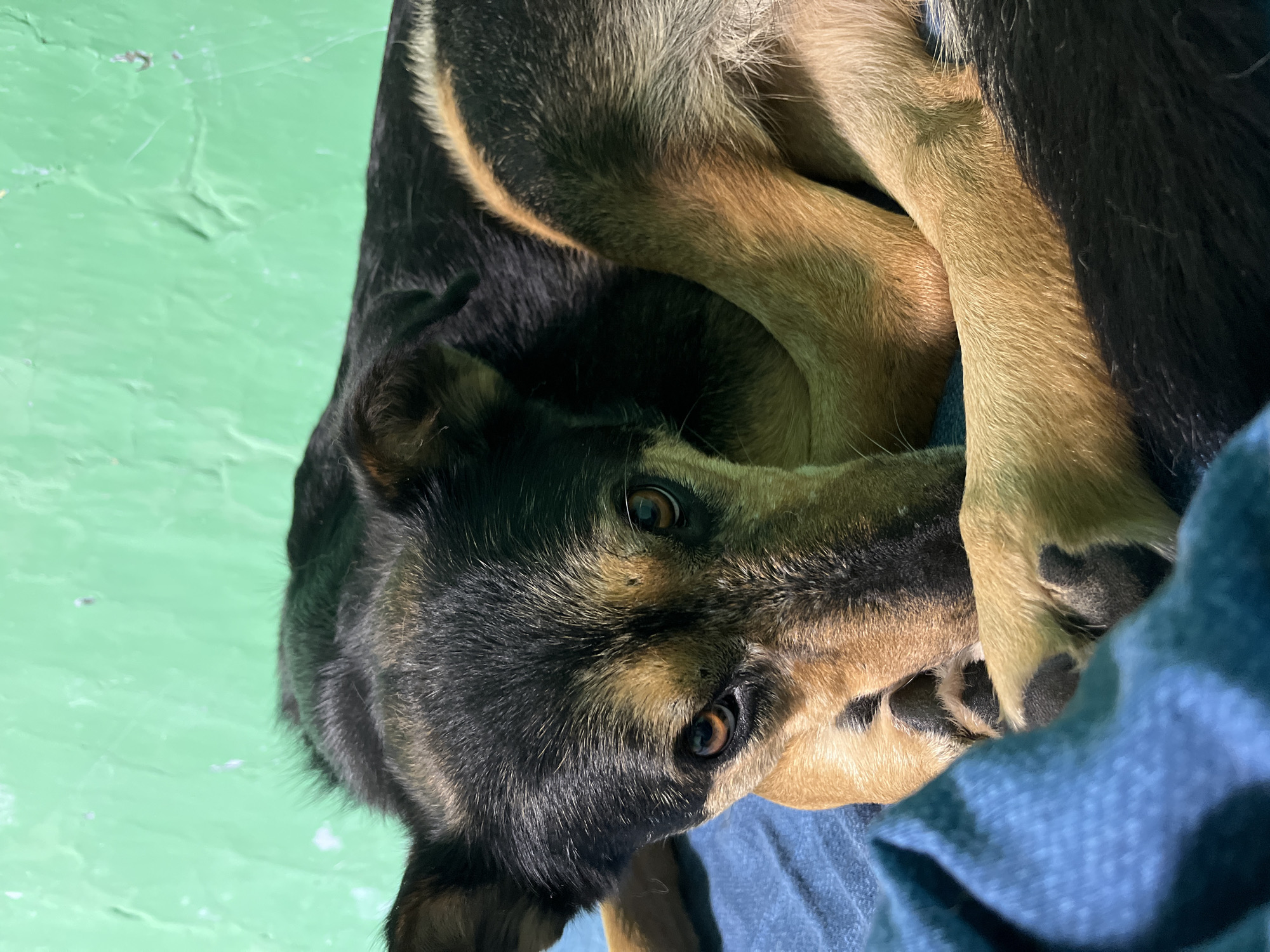 A close-up, eye-level shot features a medium-sized dog with black and tan fur lying on a blue surface, possibly a bed or couch, against a textured green wall. The dog's head is turned towards the camera, with its eyes looking directly at the viewer. Its front paws are tucked beneath its head and body, and its hind legs are curled up. The dog's fur is short and appears somewhat ruffled. The green wall behind the dog is textured and appears to be painted. The blue surface is a solid color with some visible folds. The lighting in the image appears to be artificial, casting shadows on the dog and the blue surface. No specific location in Nizhny Tagil, Russia, can be identified from the image.